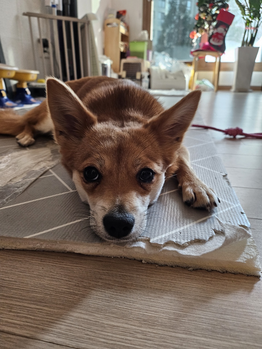 사탕이(수수)의 1년, 그리고 샛별이의 1주