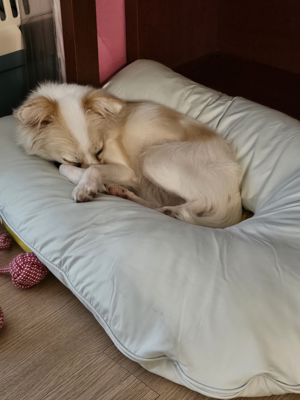 사탕이(수수)의 1년, 그리고 샛별이의 1주