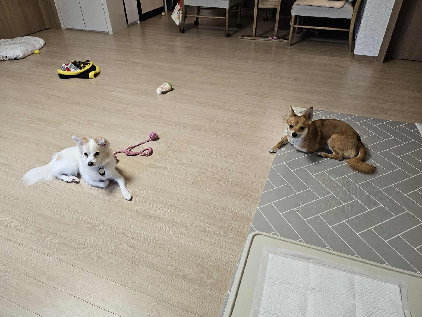 사탕이(수수)의 1년, 그리고 샛별이의 1주