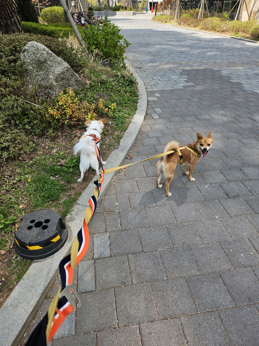 사탕이(수수)의 1년, 그리고 샛별이의 1주