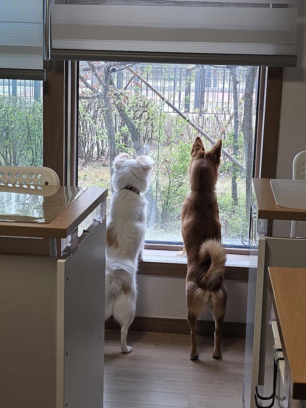 사탕이(수수)의 1년, 그리고 샛별이의 1주