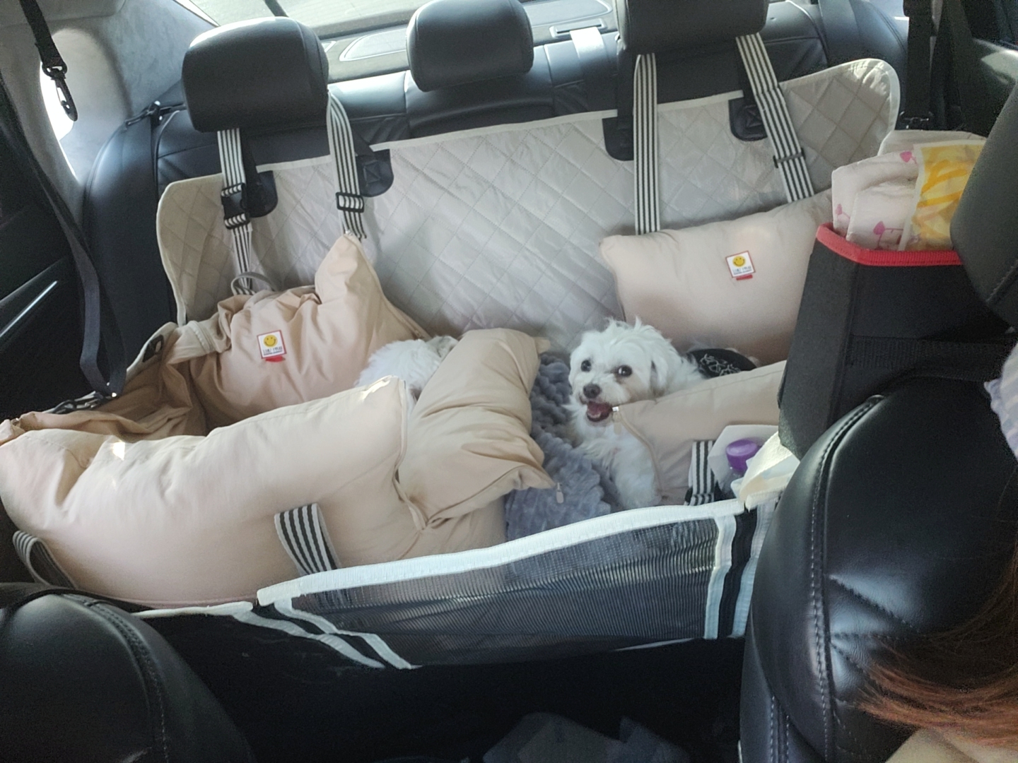 뽀또(하즈) 한달 일상🩷