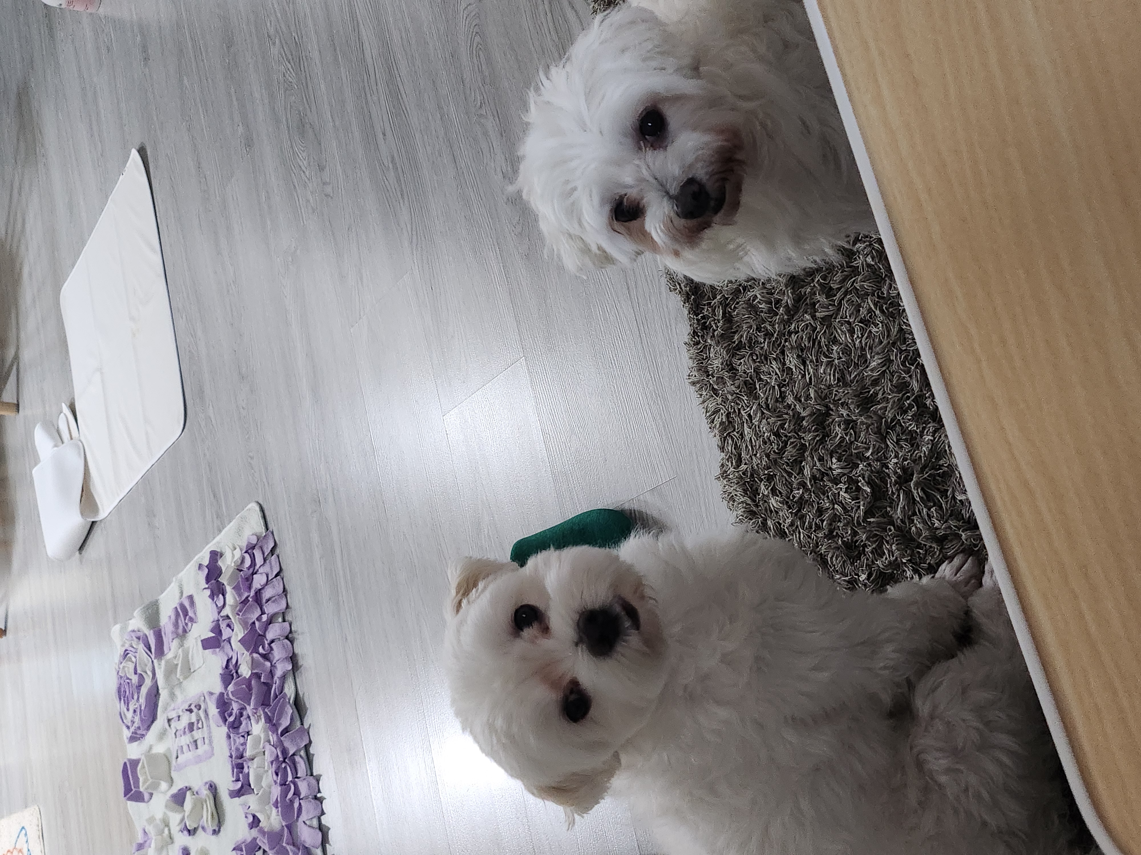 뽀또(하즈) 한달 일상🩷