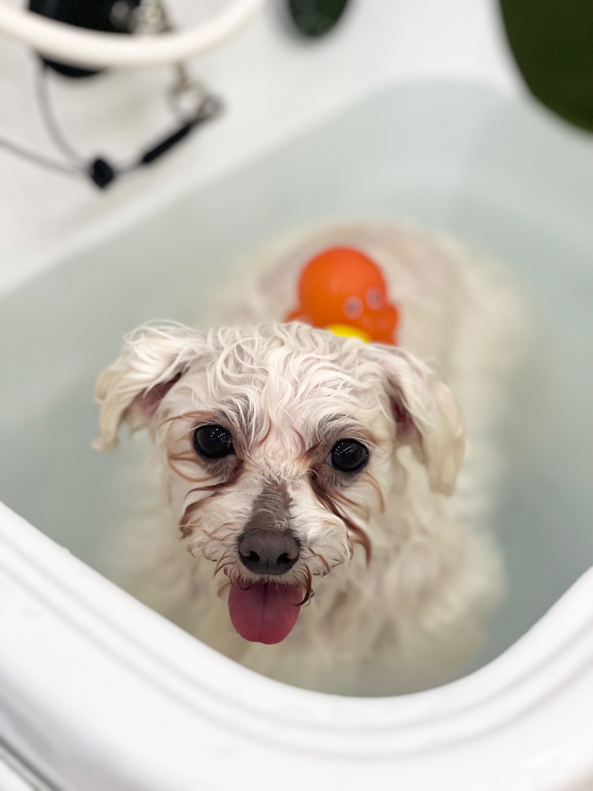 뽀또(하즈) 한달 일상🩷