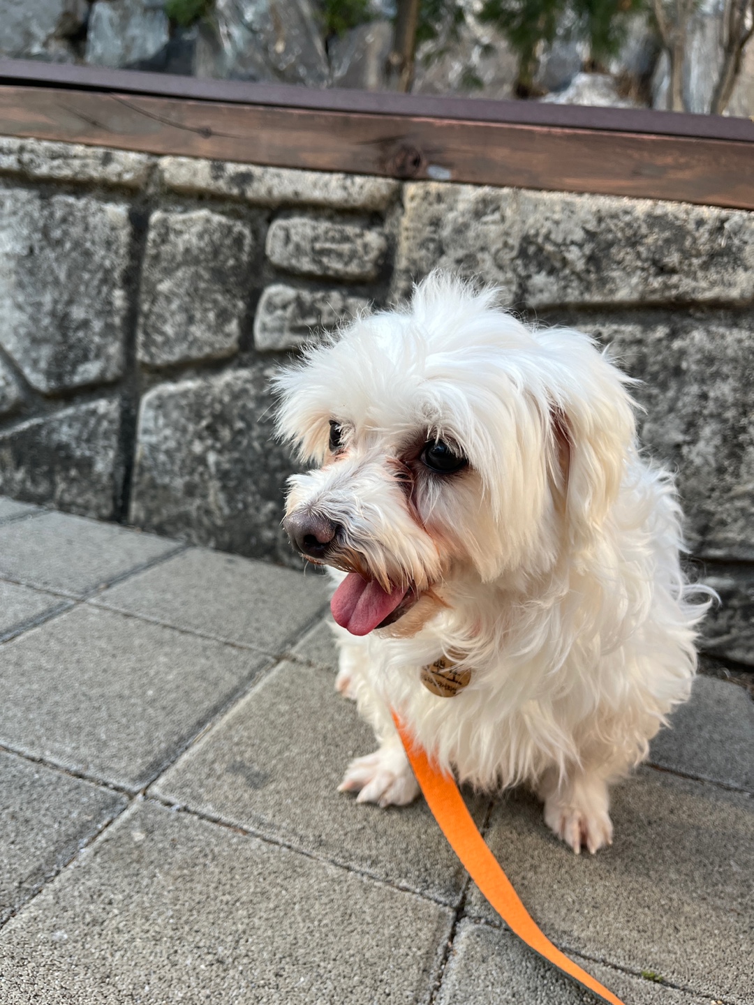 뽀또(하즈) 한달 일상🩷