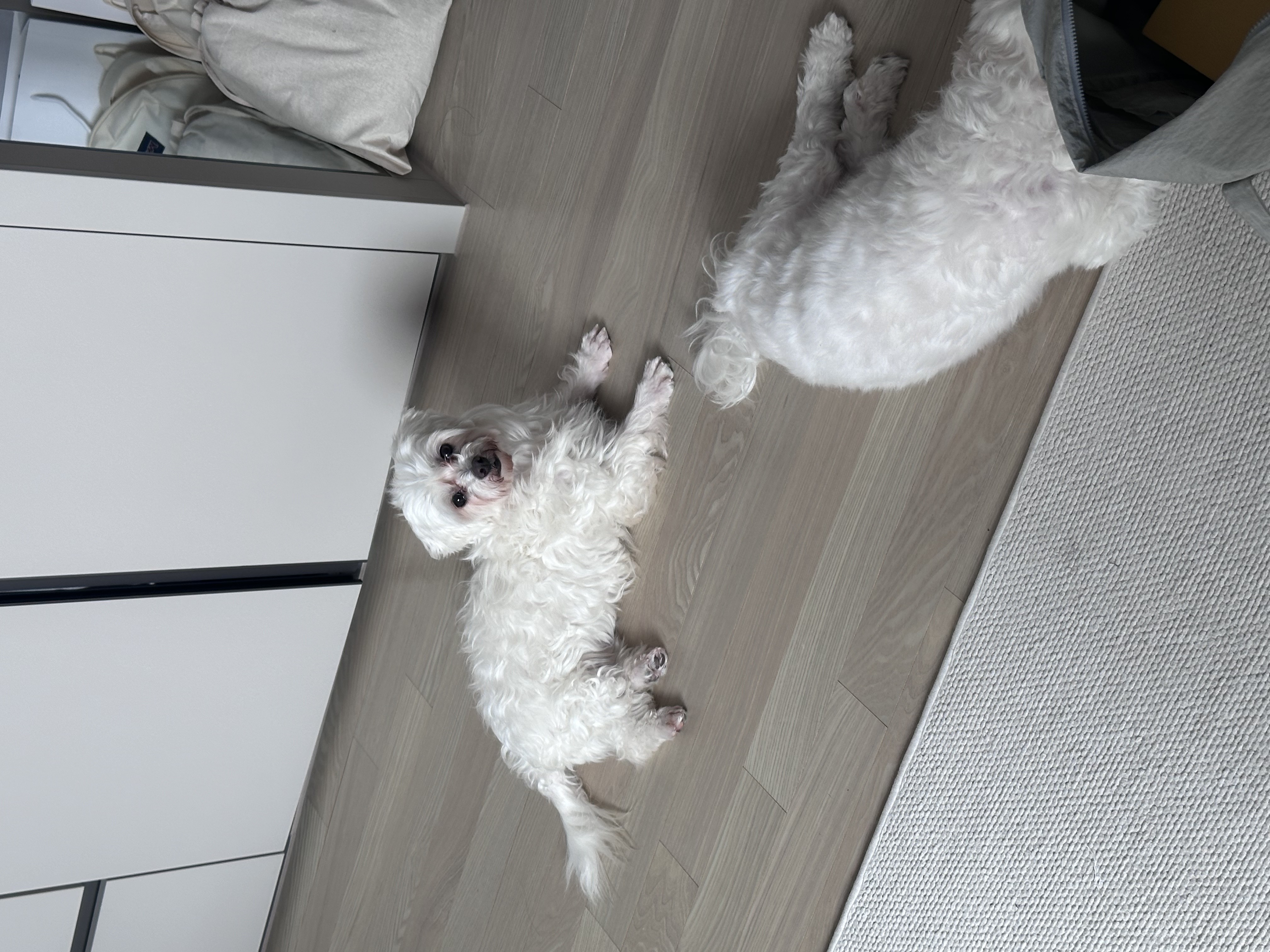 뽀또(하즈) 한달 일상🩷