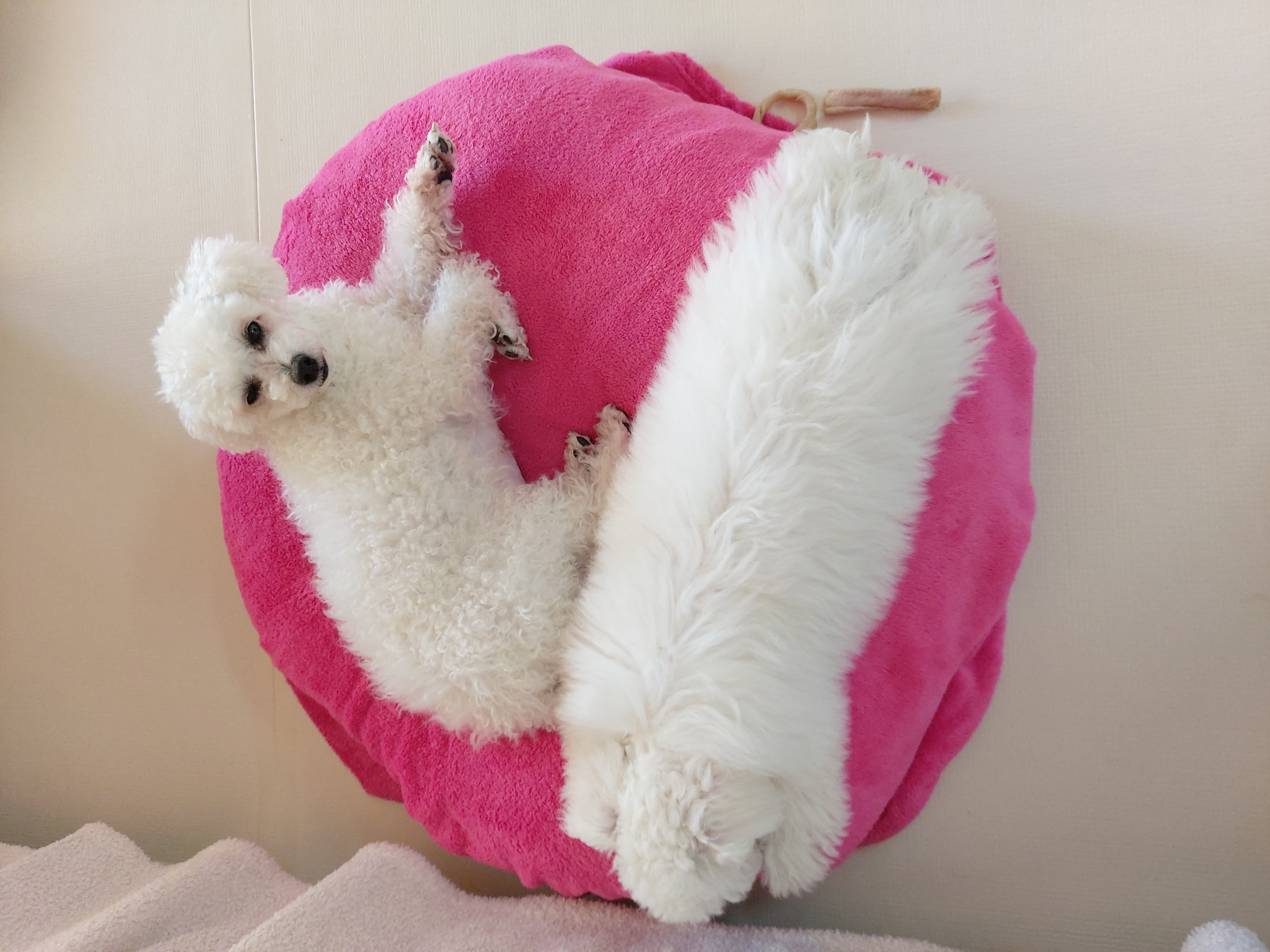 다온(푸양이) & 누림(양이) 세번째 소식입니다