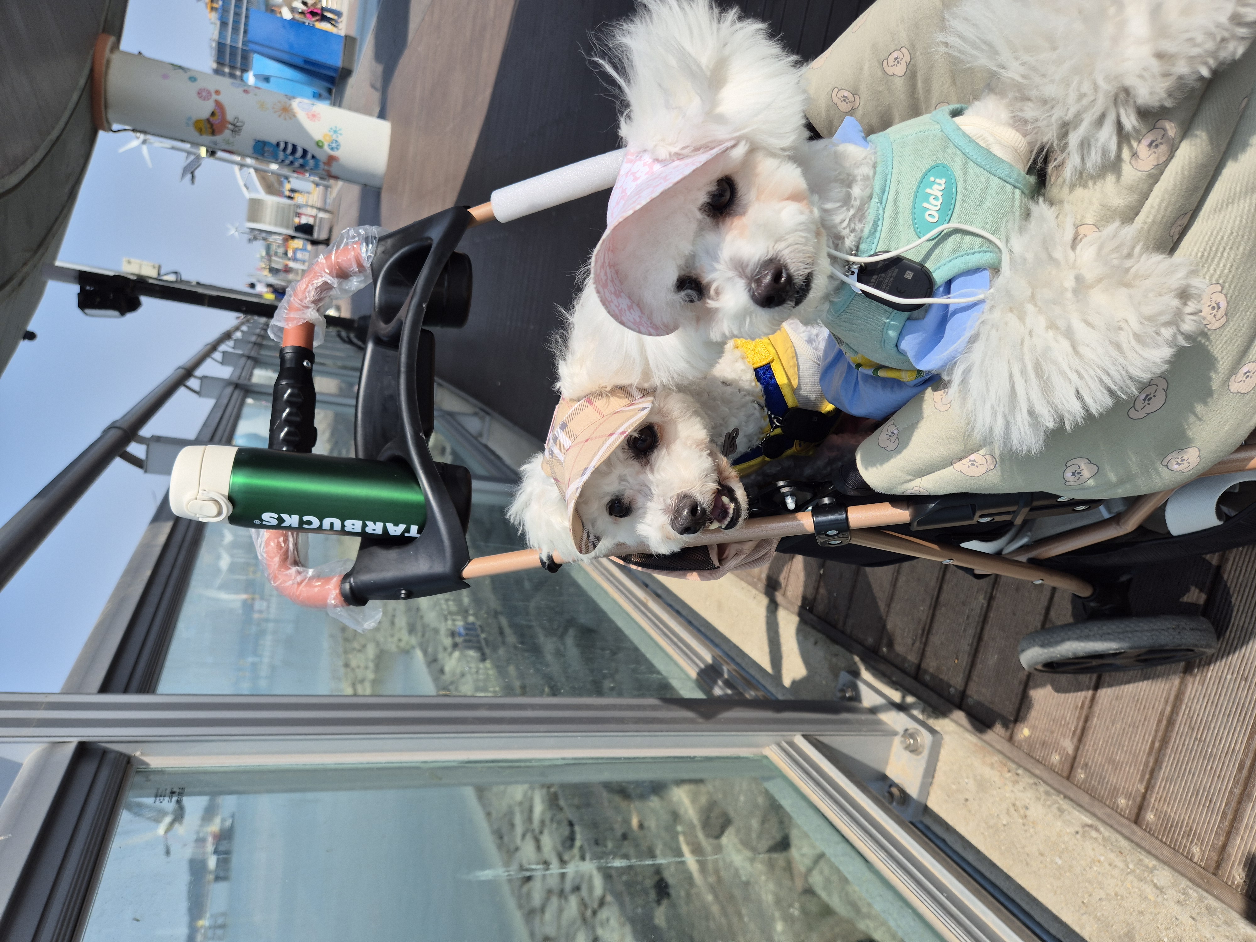 다온(푸양이) & 누림(양이) 세번째 소식입니다