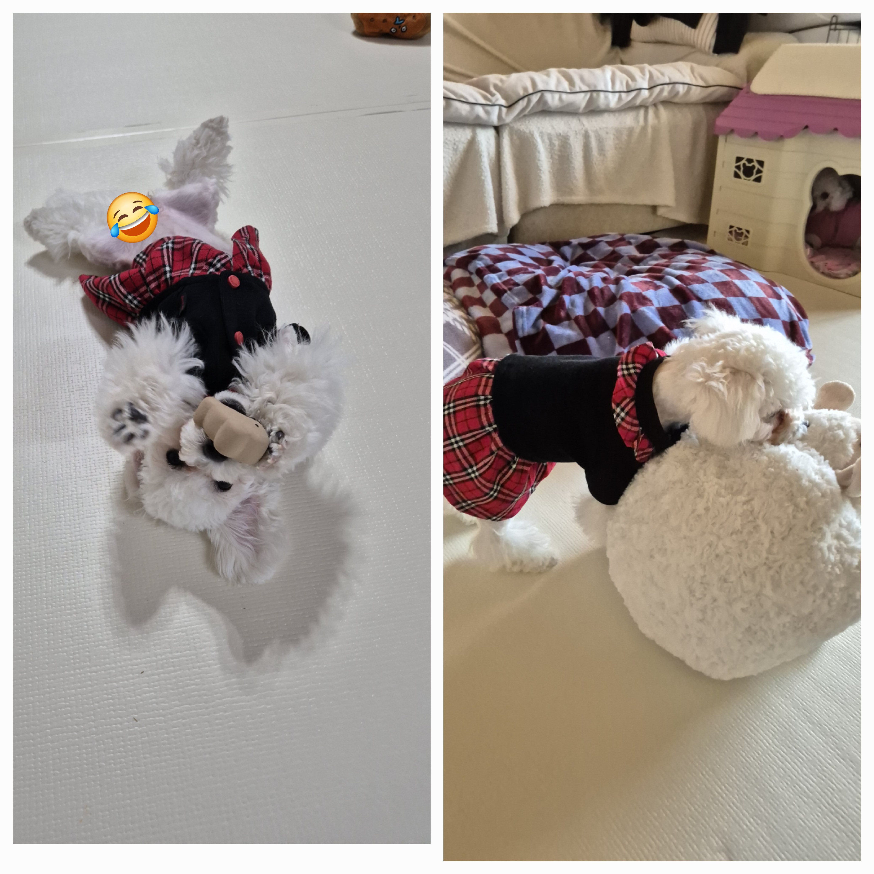 다온(푸양이) & 누림(양이) 세번째 소식입니다