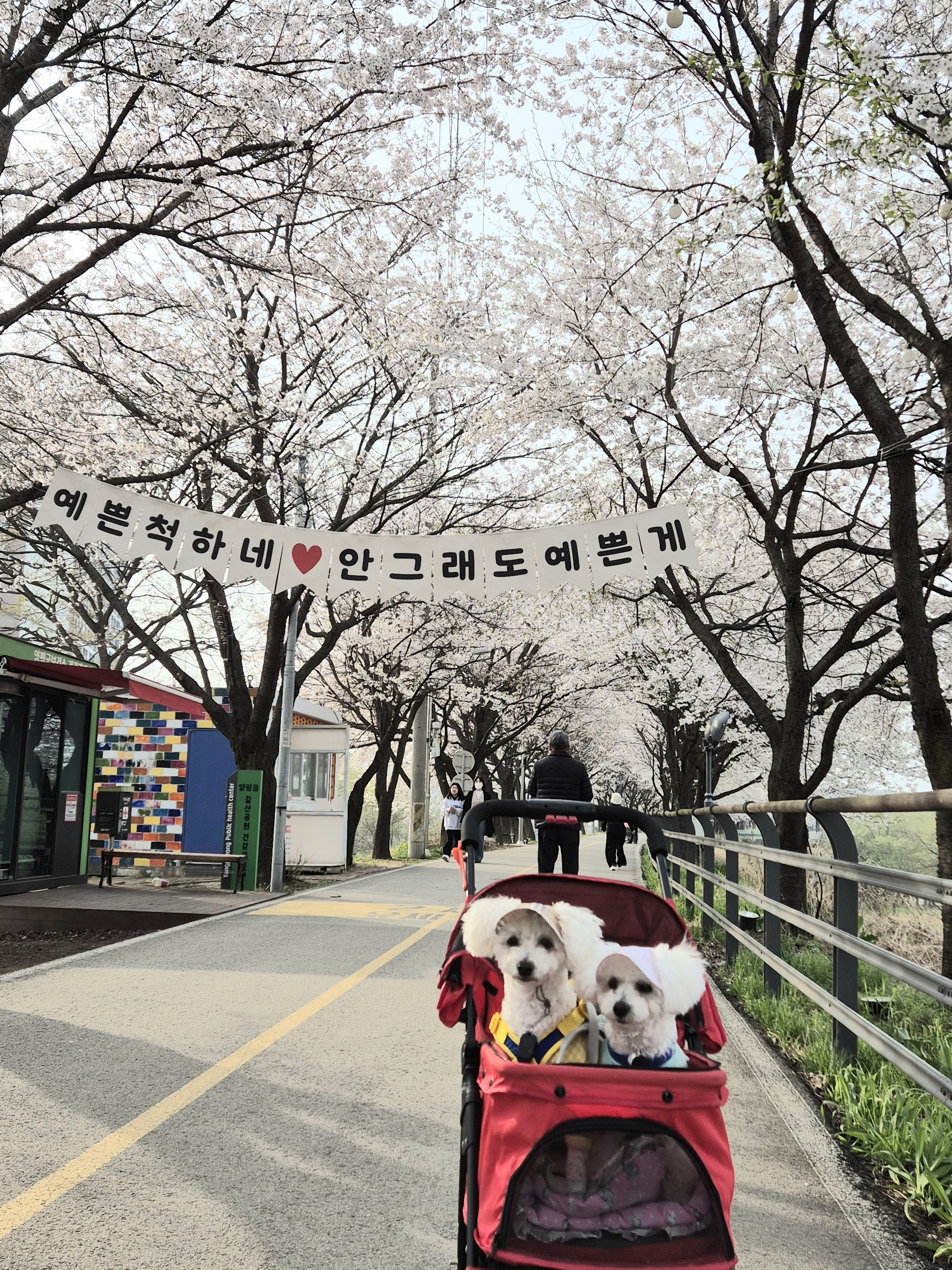 다온(푸양이) & 누림(양이) 세번째 소식입니다