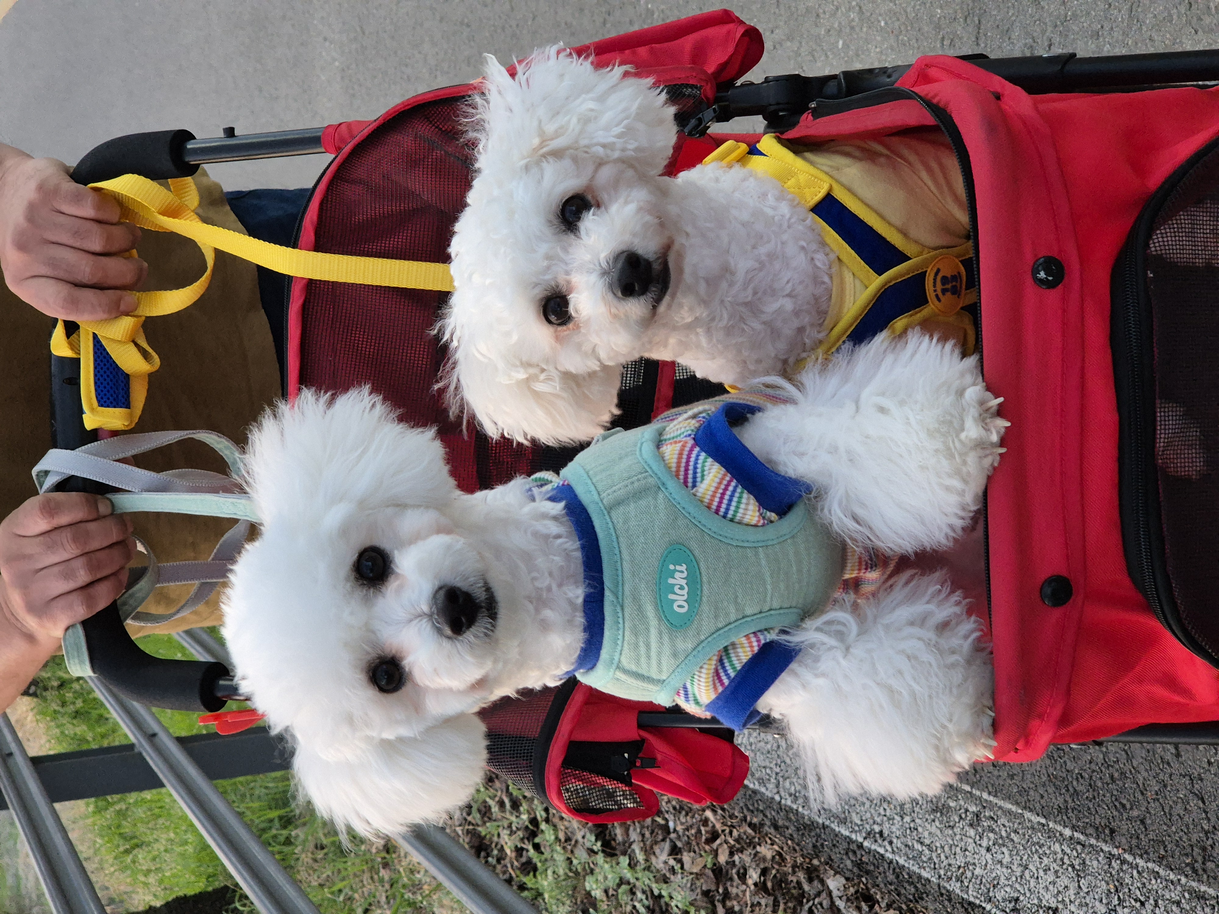다온(푸양이) & 누림(양이) 세번째 소식입니다