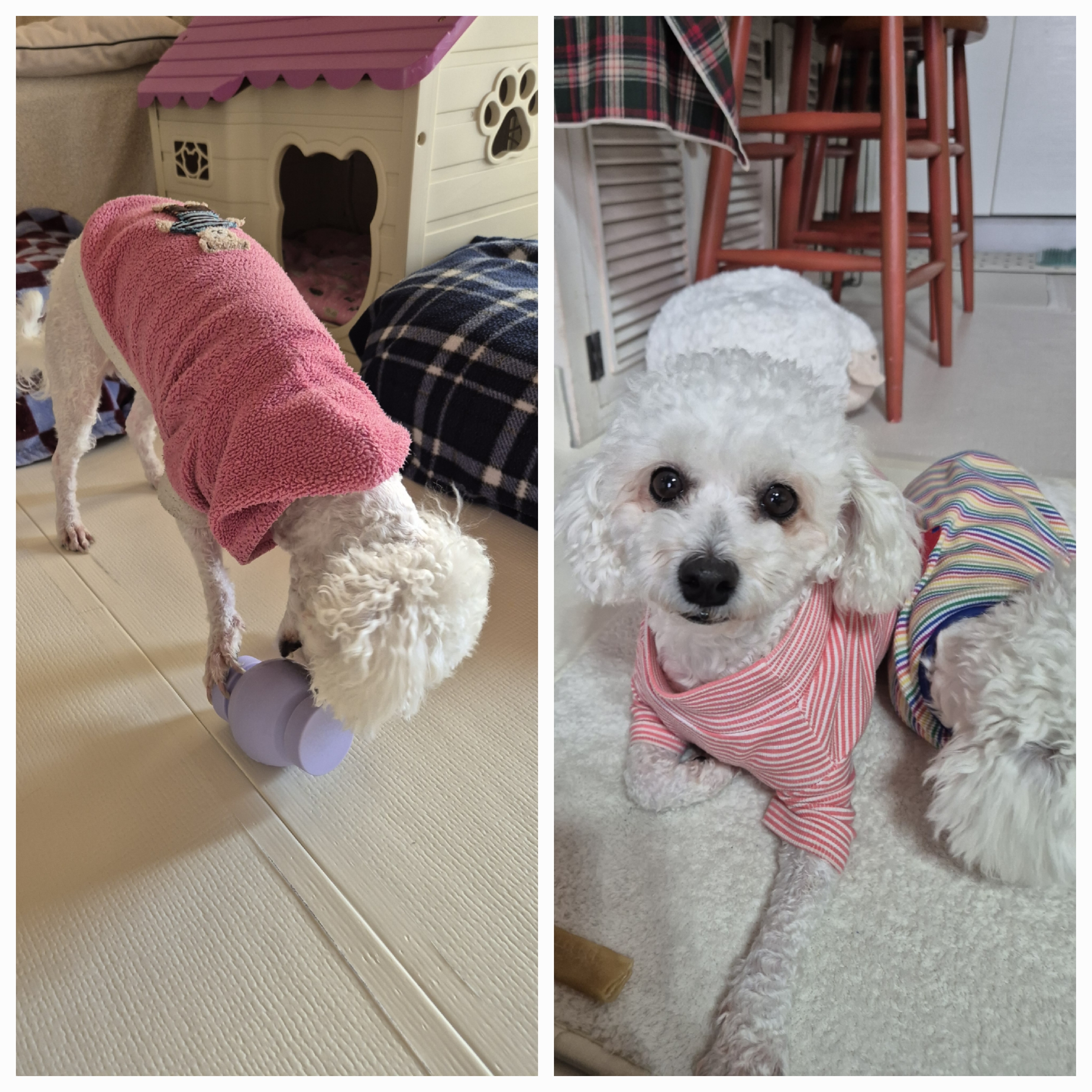 다온(푸양이) & 누림(양이) 세번째 소식입니다