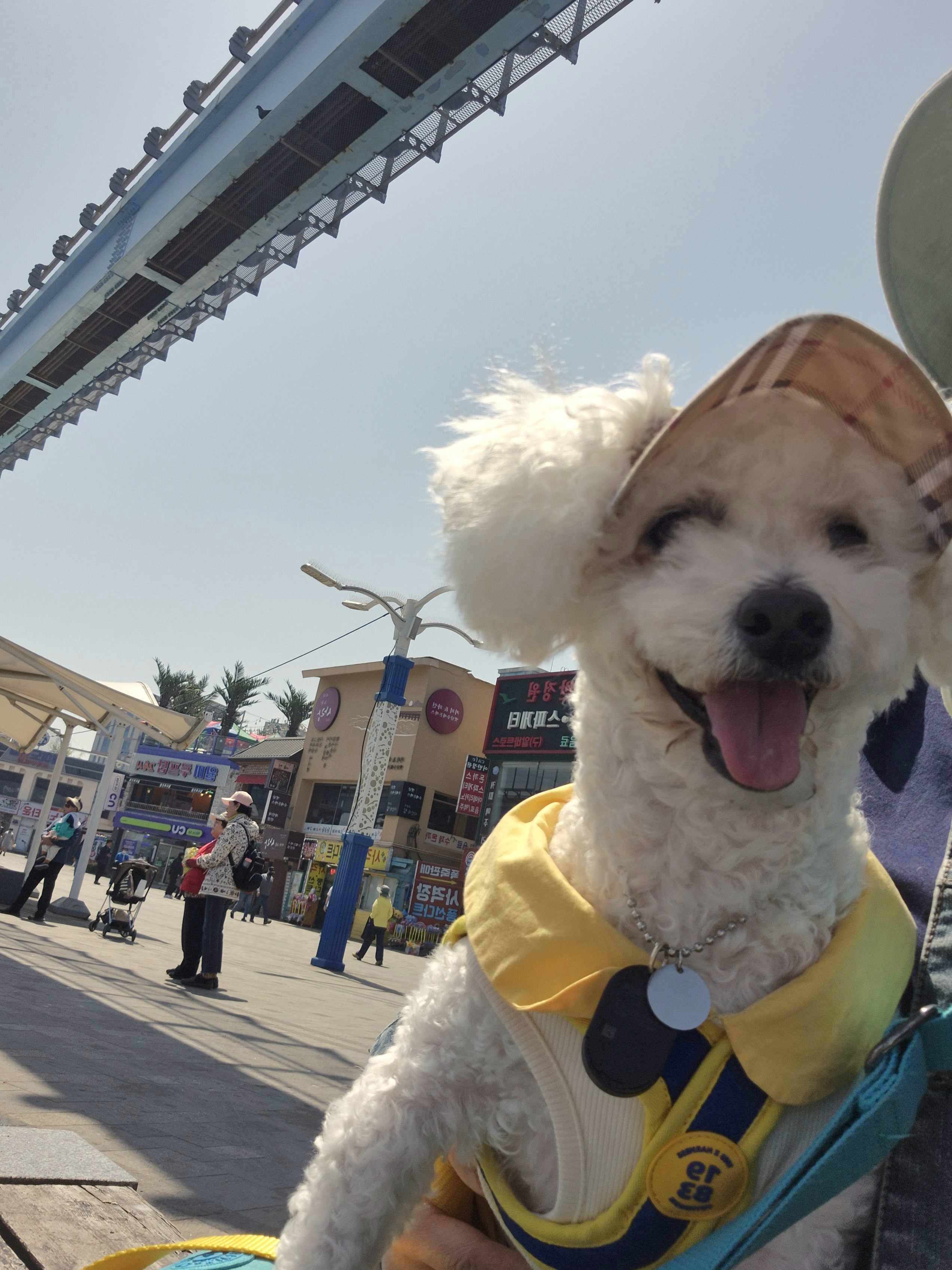 다온(푸양이) & 누림(양이) 세번째 소식입니다