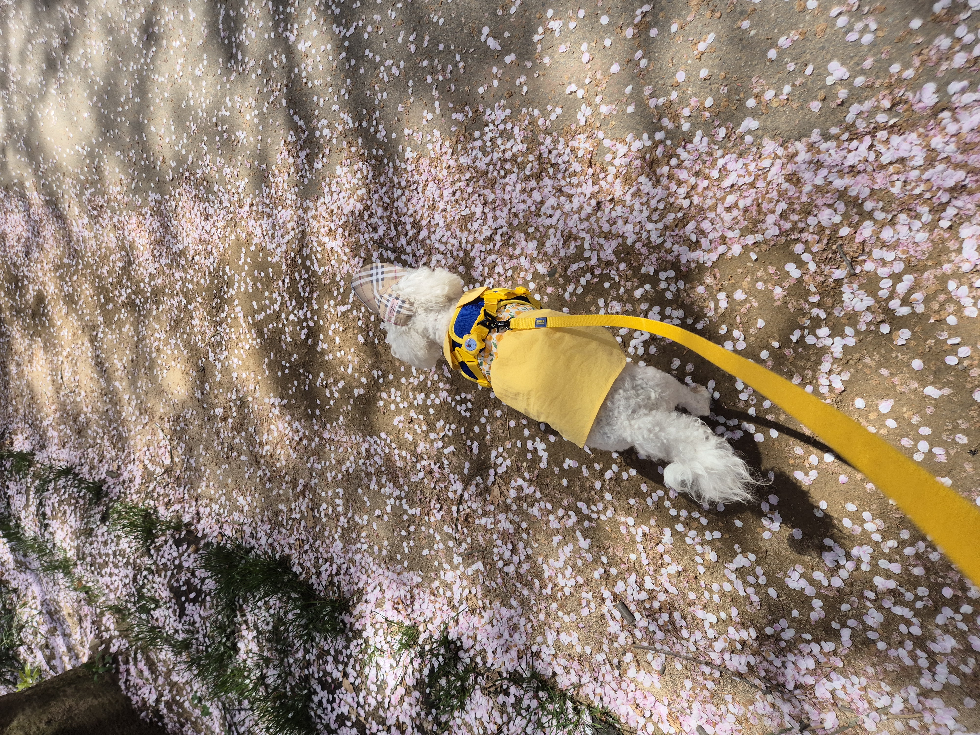 다온(푸양이) & 누림(양이) 세번째 소식입니다