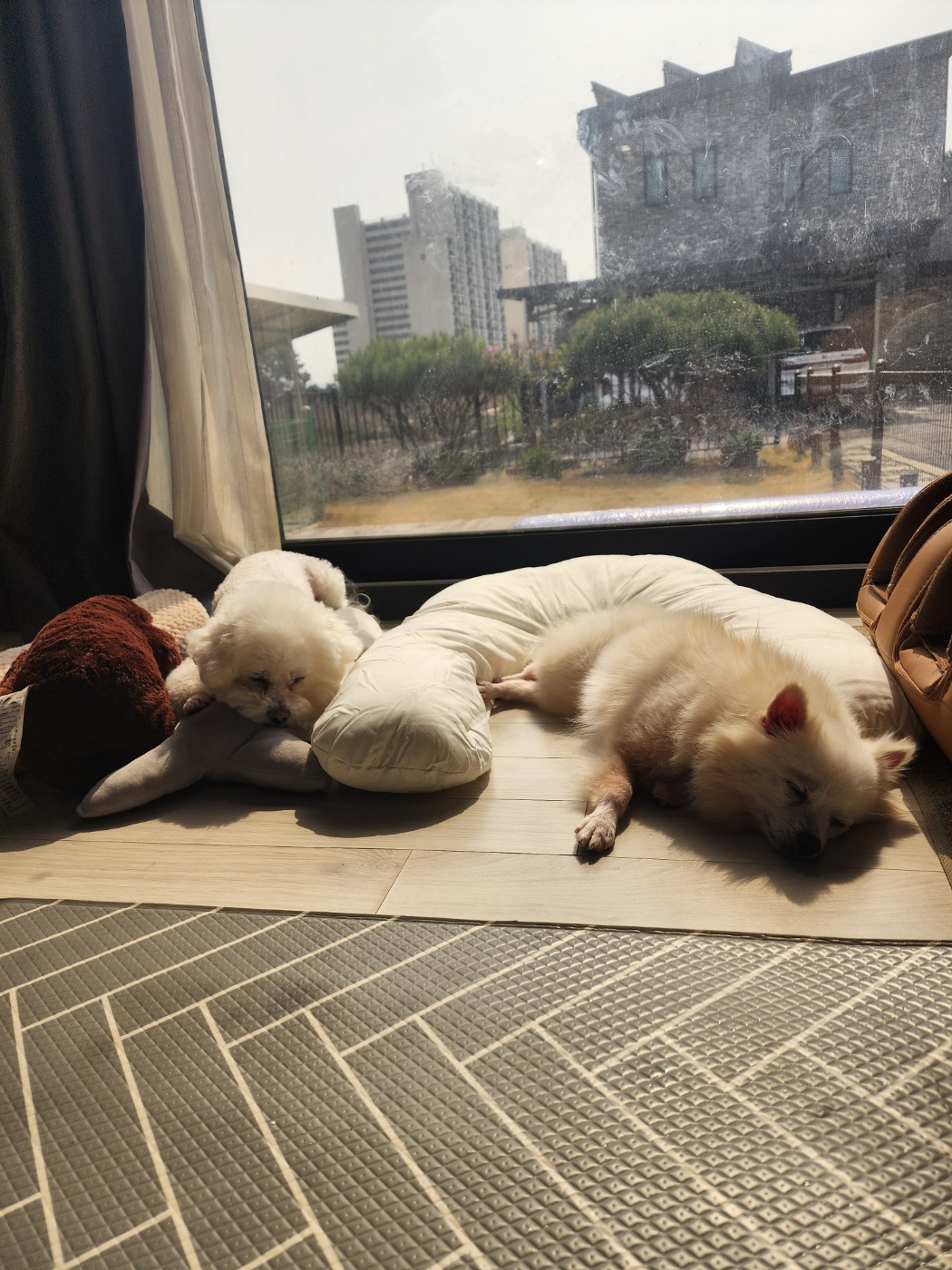 뽀미공주(뽀얀)의 일주일