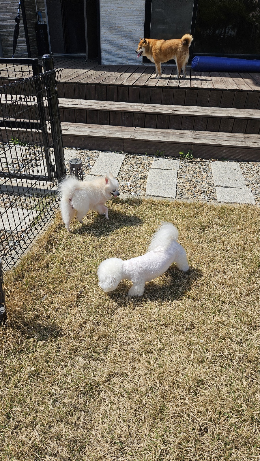 뽀미공주(뽀얀)의 일주일