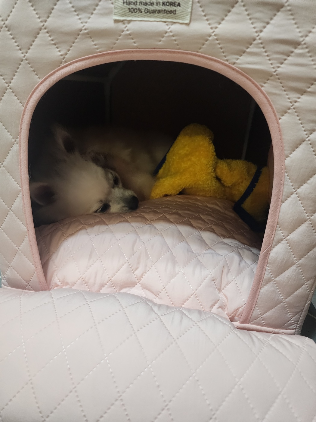 뽀미공주(뽀얀)의 일주일