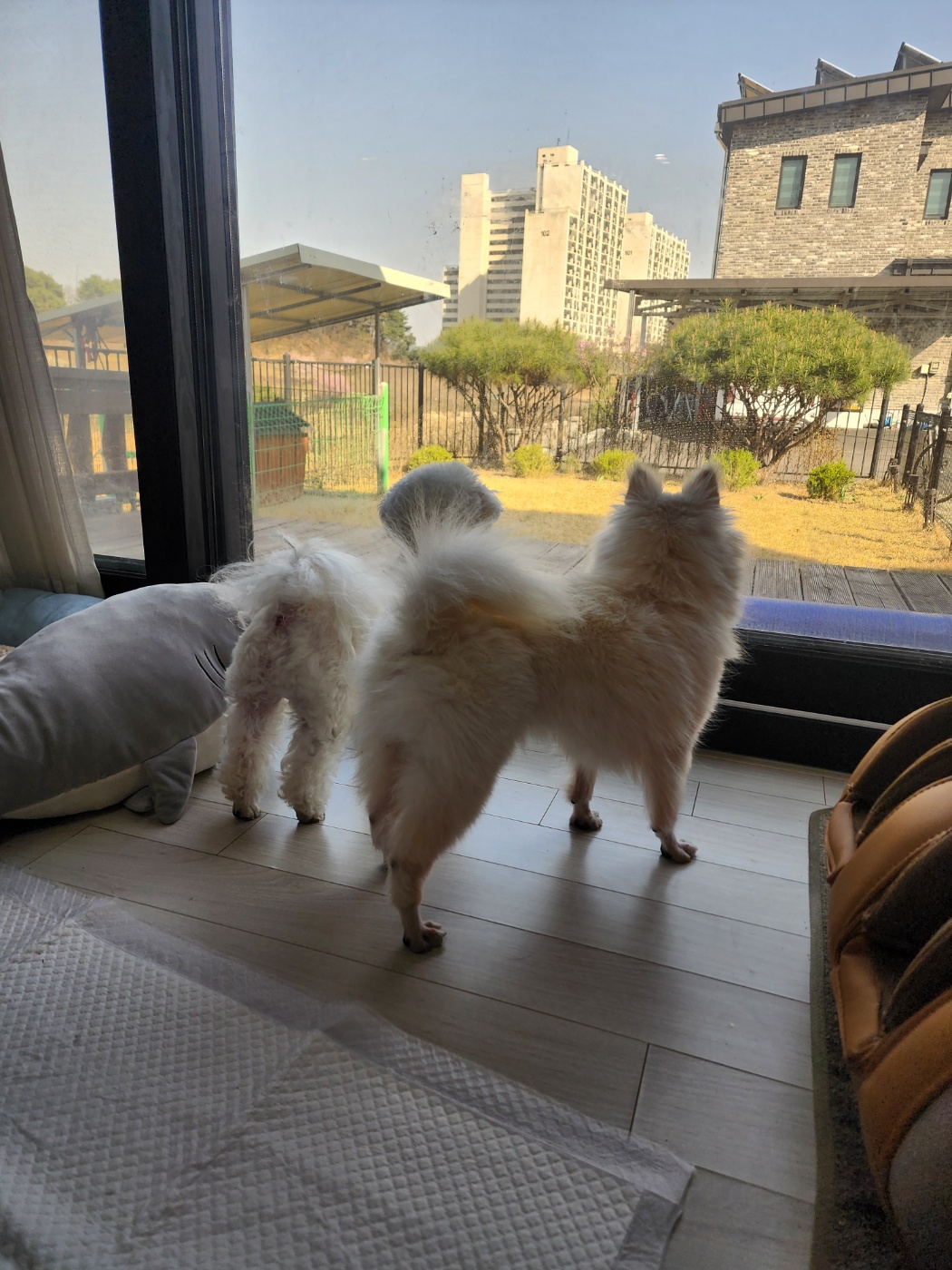 뽀미공주(뽀얀)의 일주일