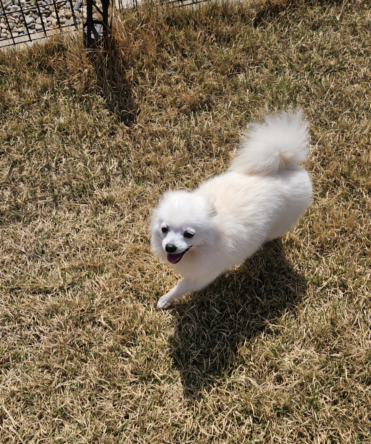 뽀미공주(뽀얀)의 일주일