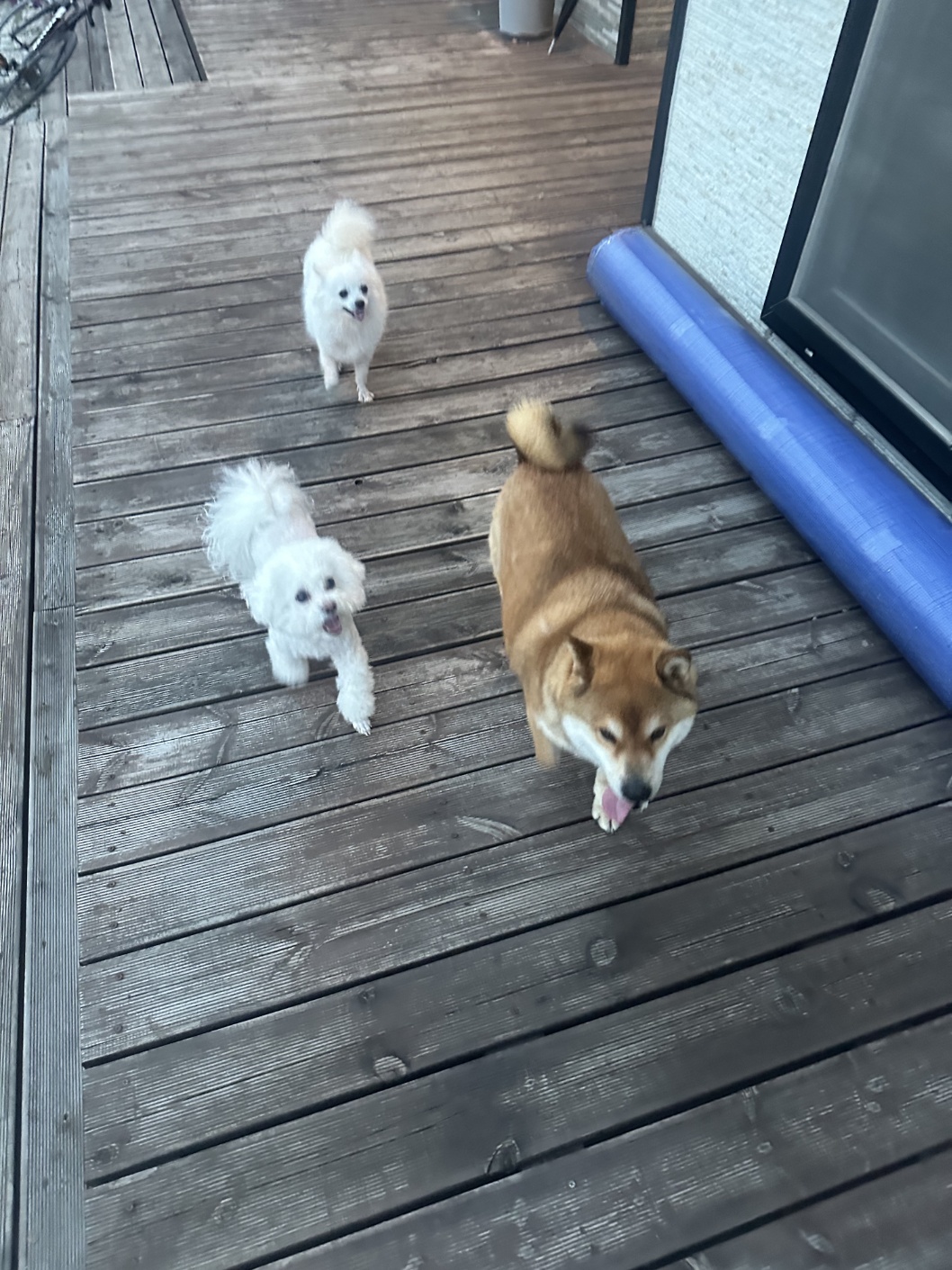 뽀미공주(뽀얀)의 일주일