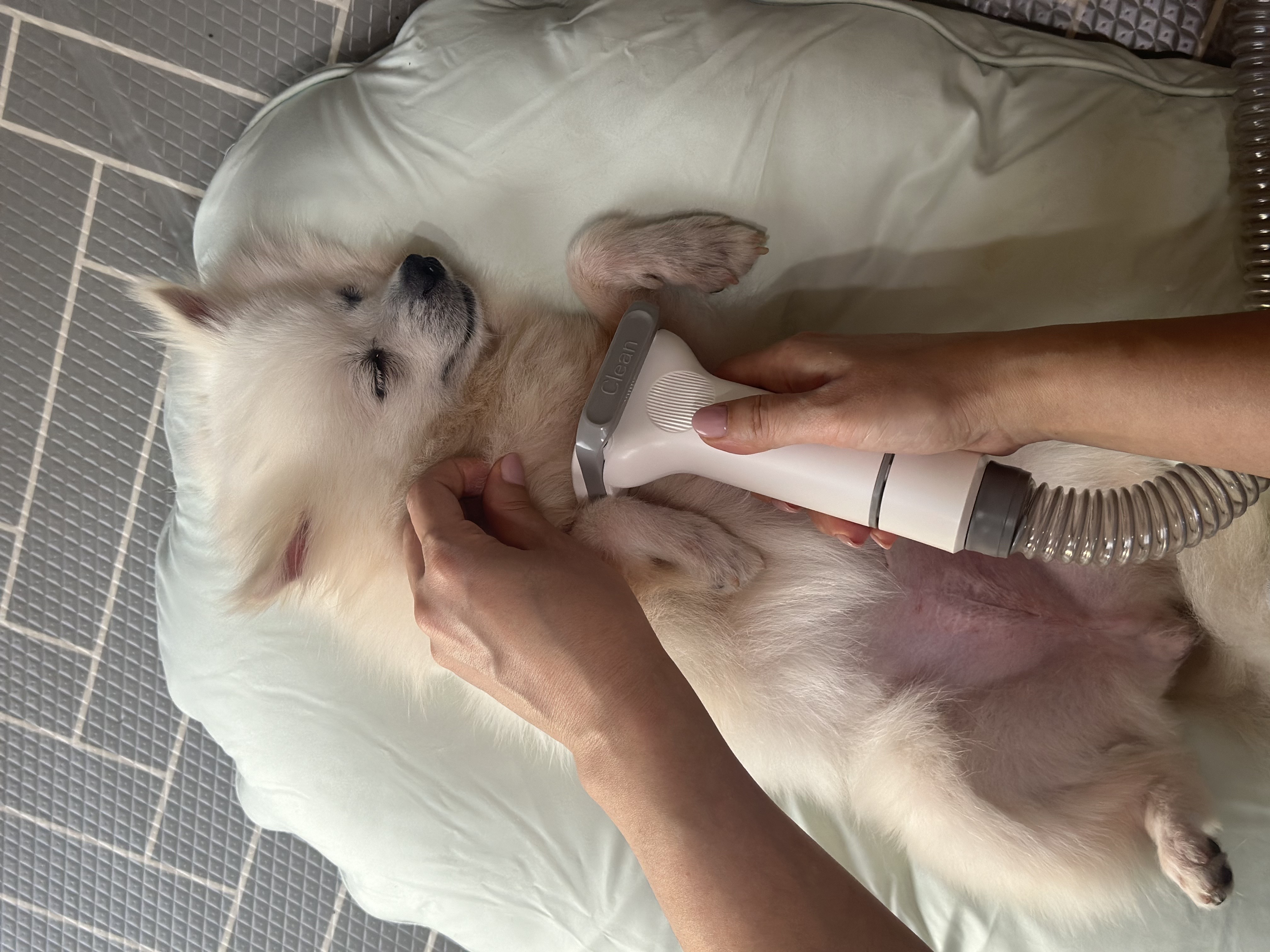 뽀미공주(뽀얀)의 일주일