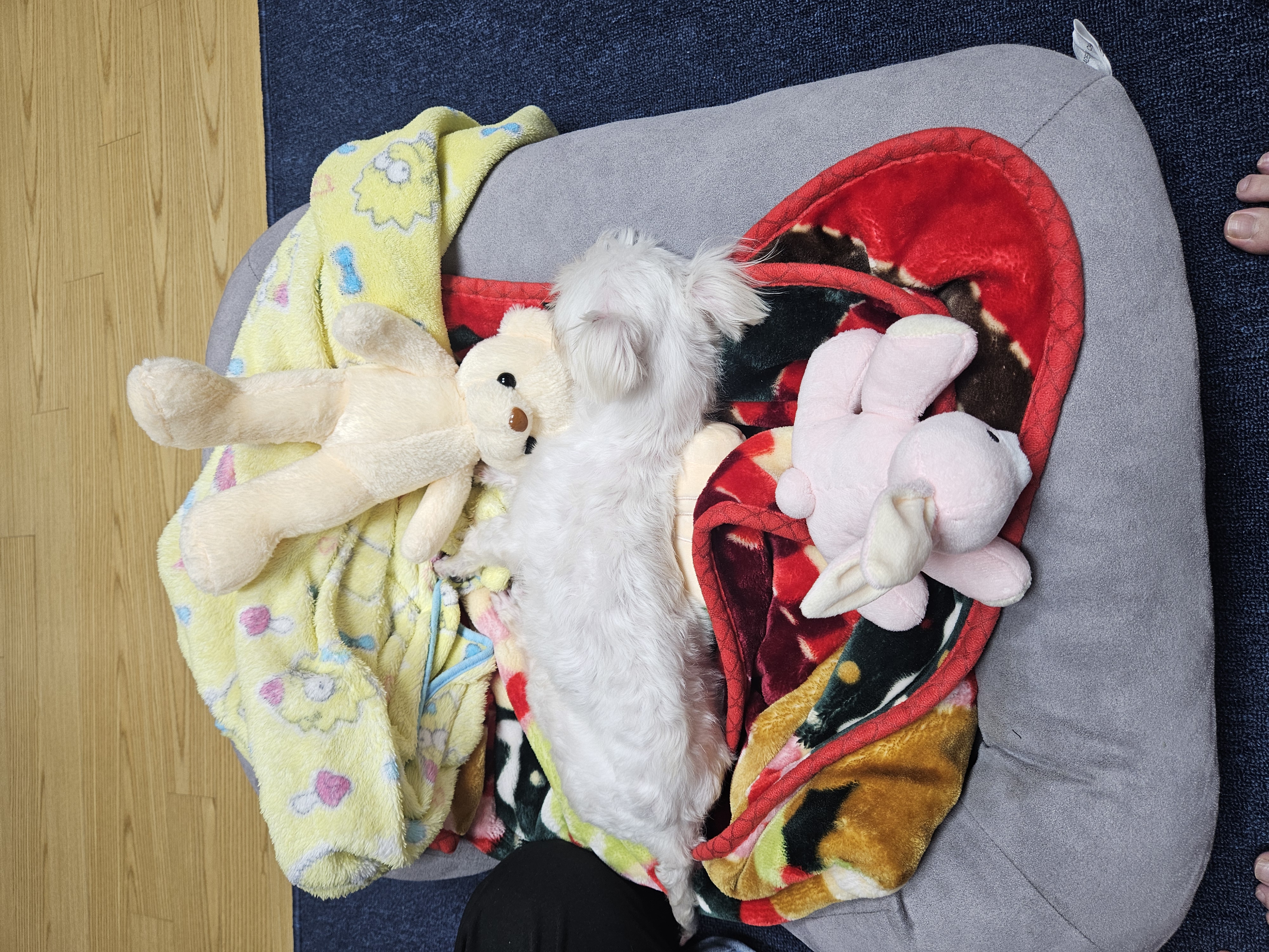 연두 (전 이름 다미) 의 일주일 후기입니다!!