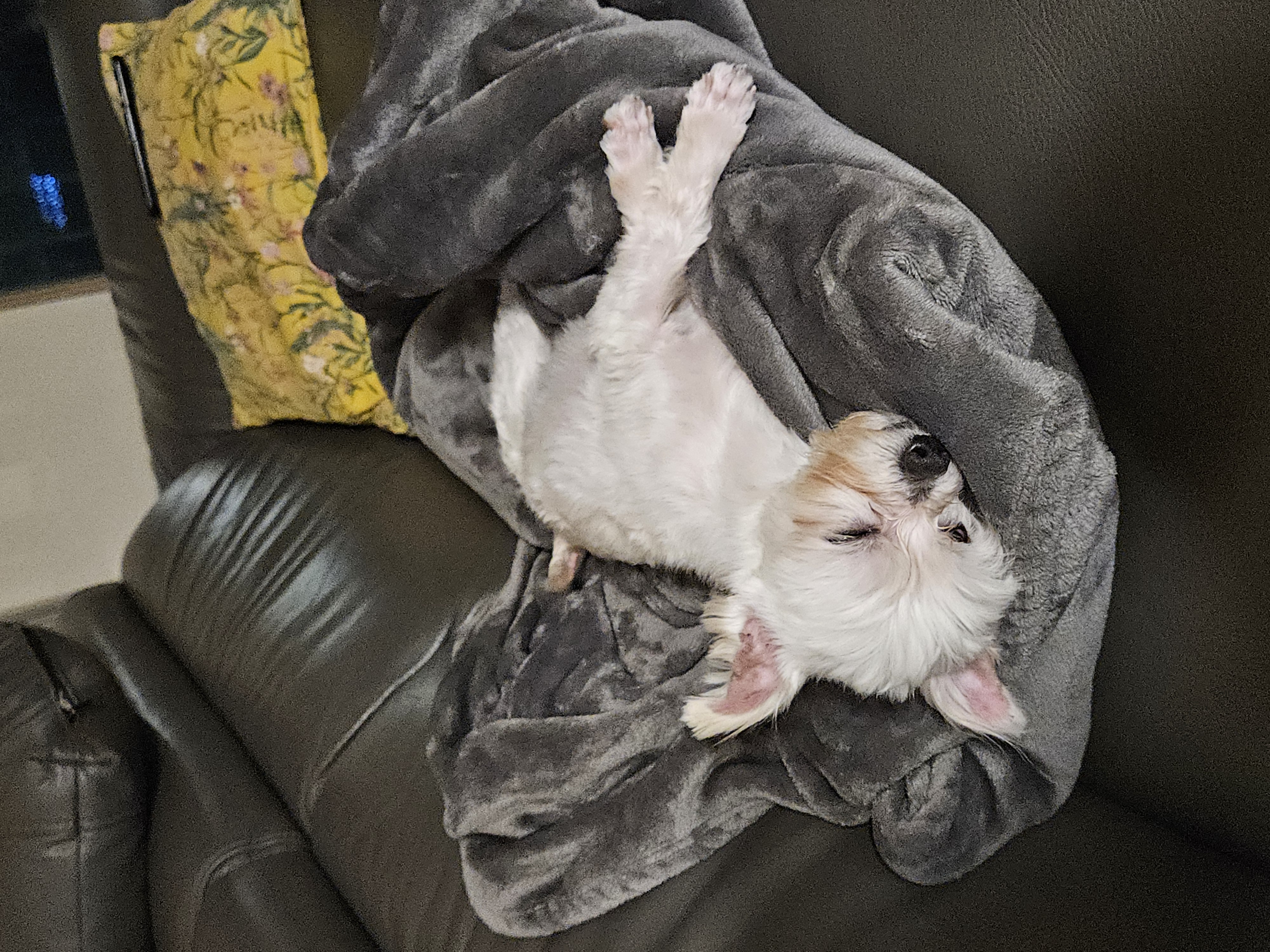 연두 (전 이름 다미) 의 일주일 후기입니다!!