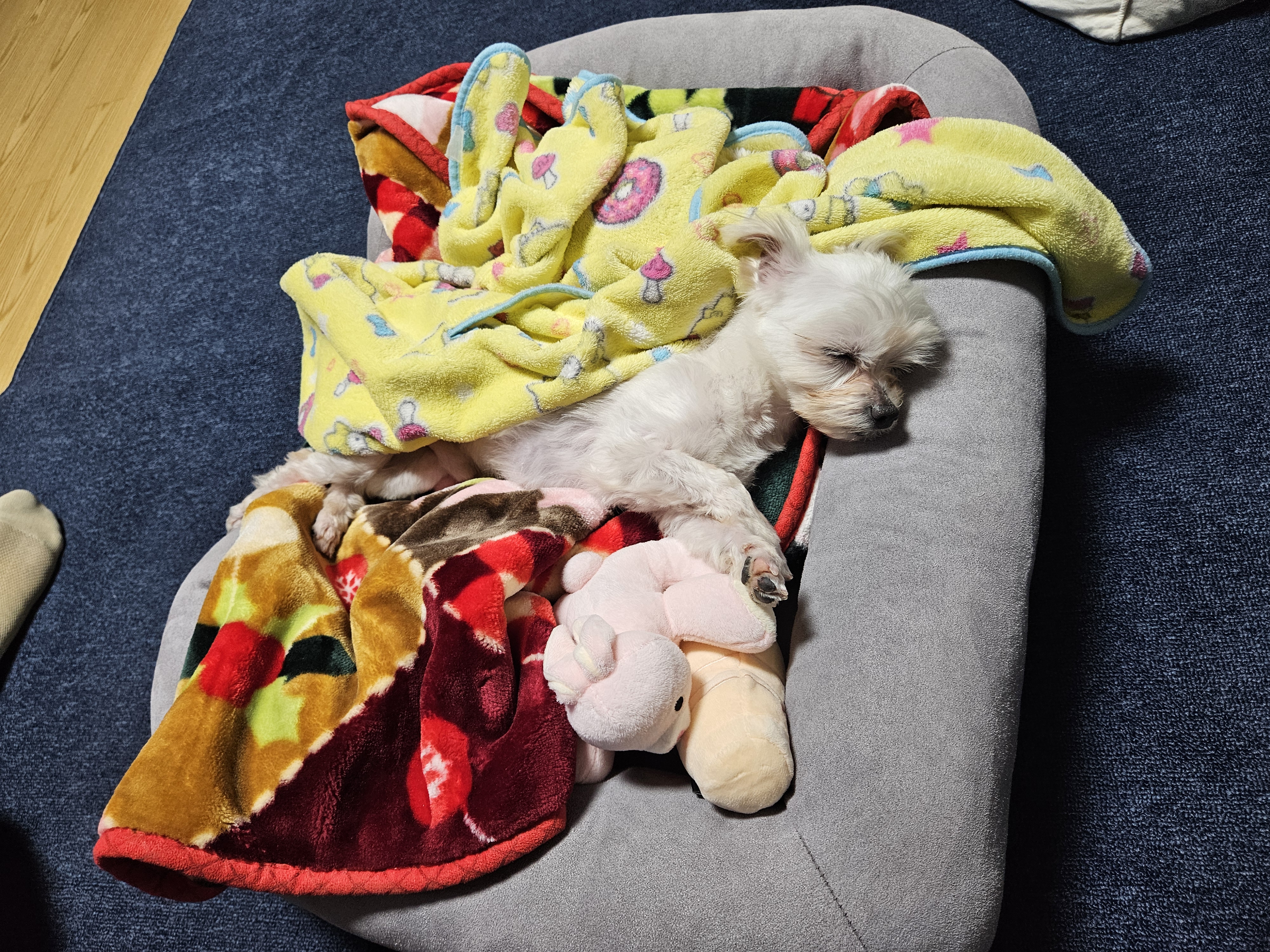 연두 (전 이름 다미) 의 일주일 후기입니다!!