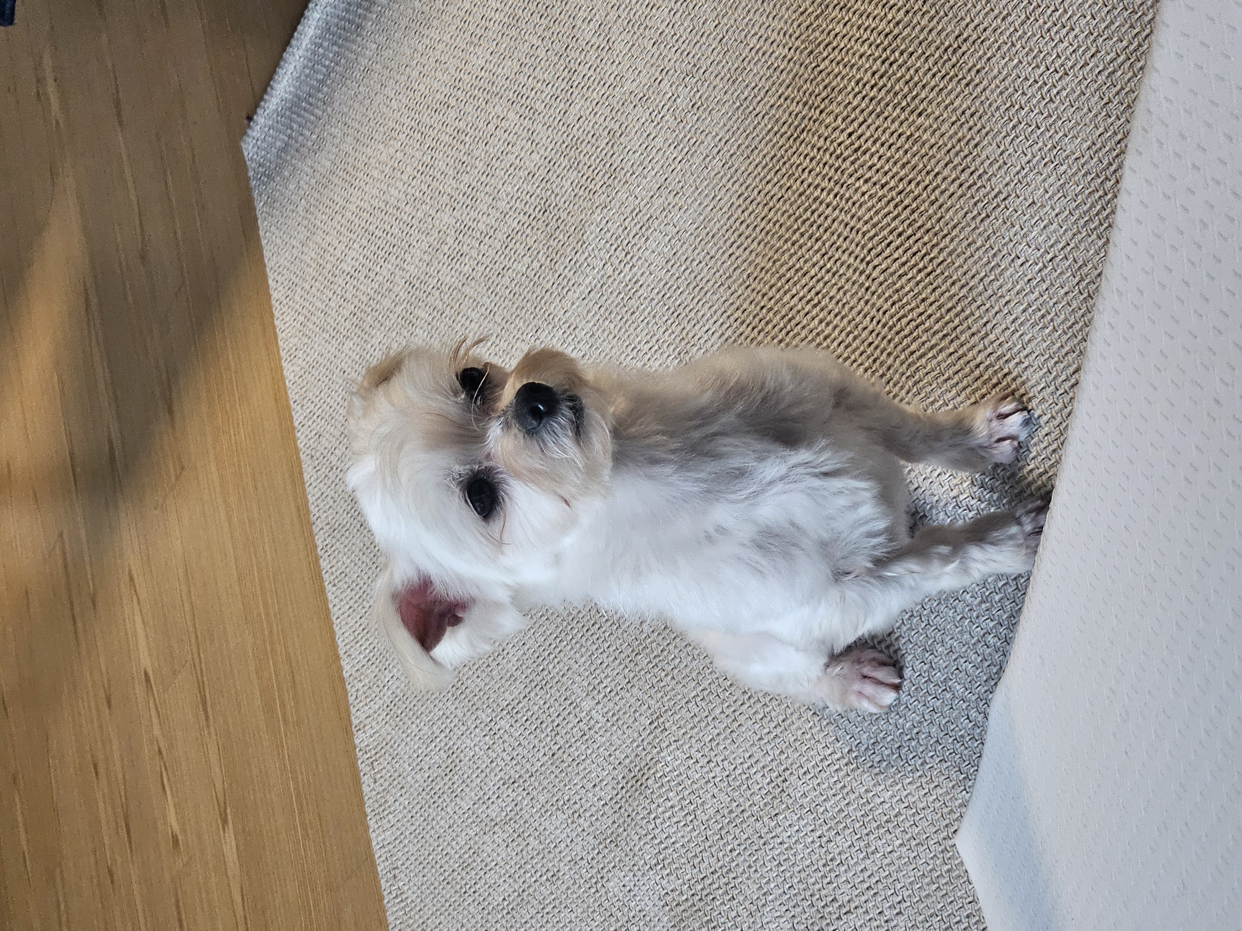 연두 (전 이름 다미) 의 일주일 후기입니다!!