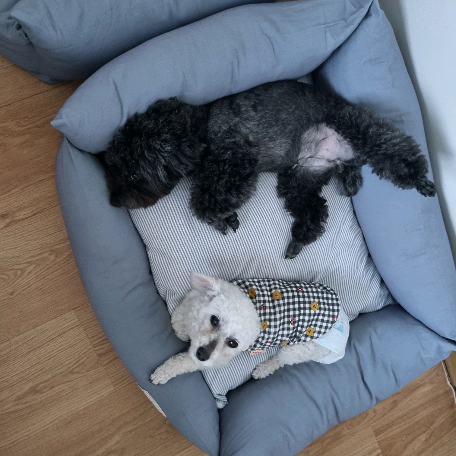 소복이(미카) 일주일 임보일기