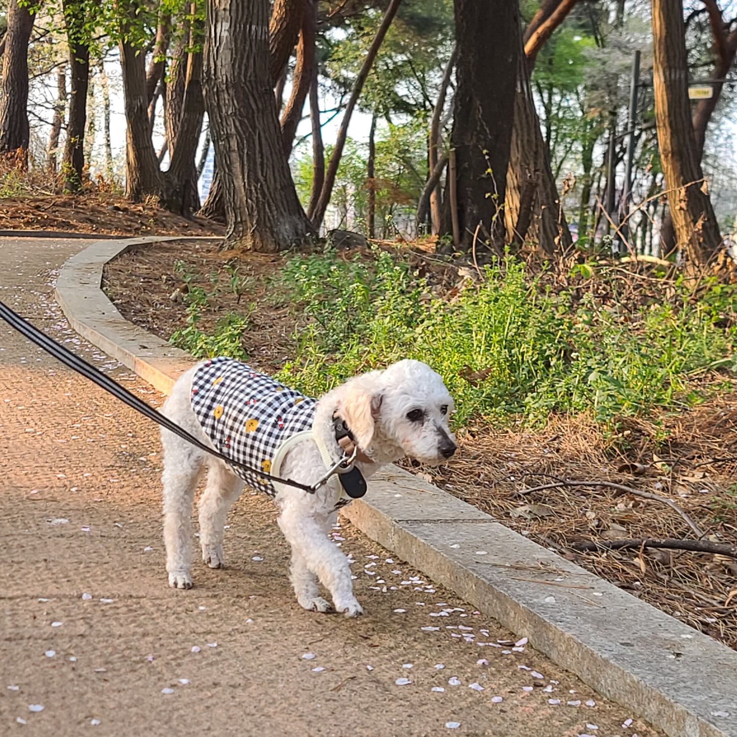 소복이(미카) 일주일 임보일기