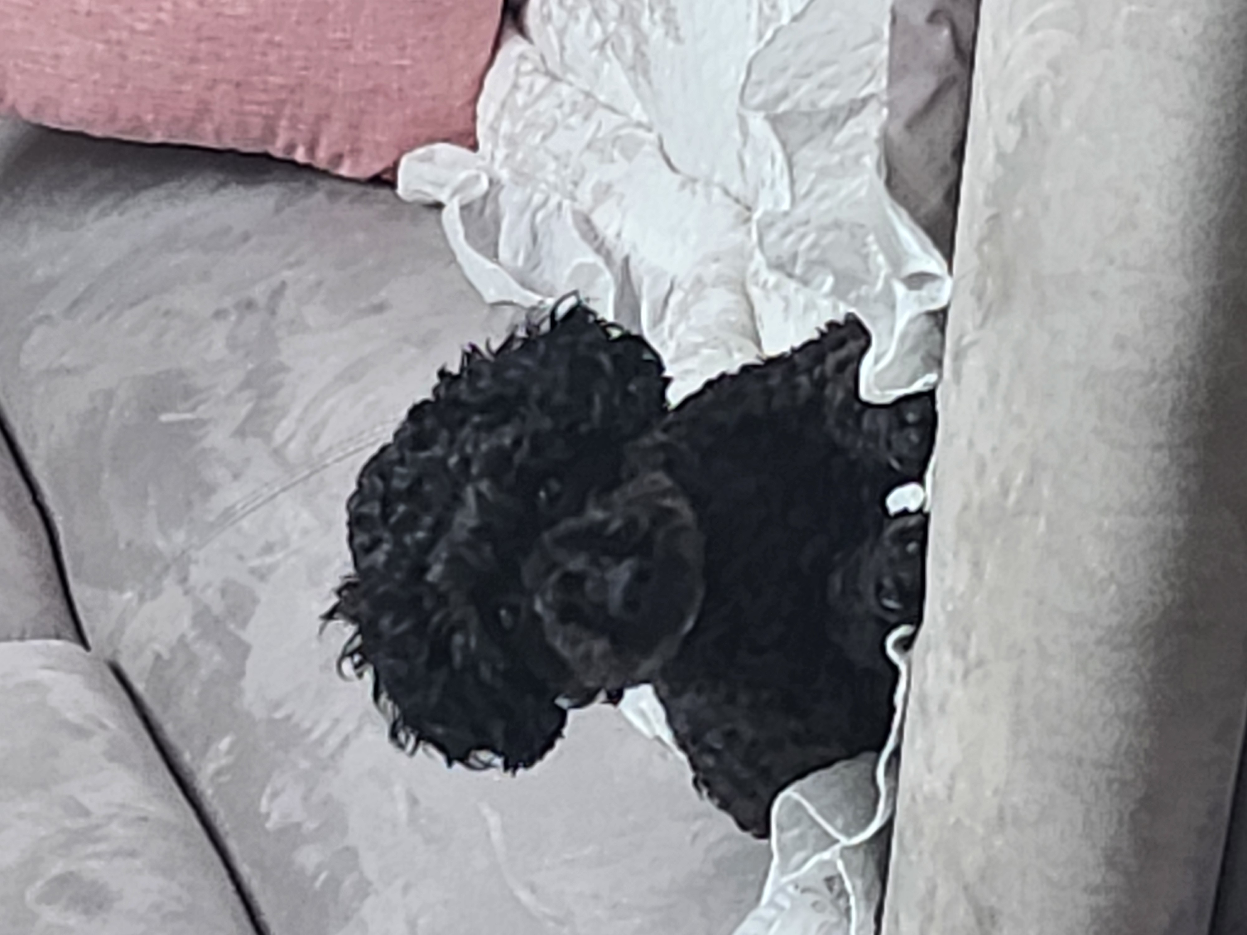 예쁜애기 까푸.  .