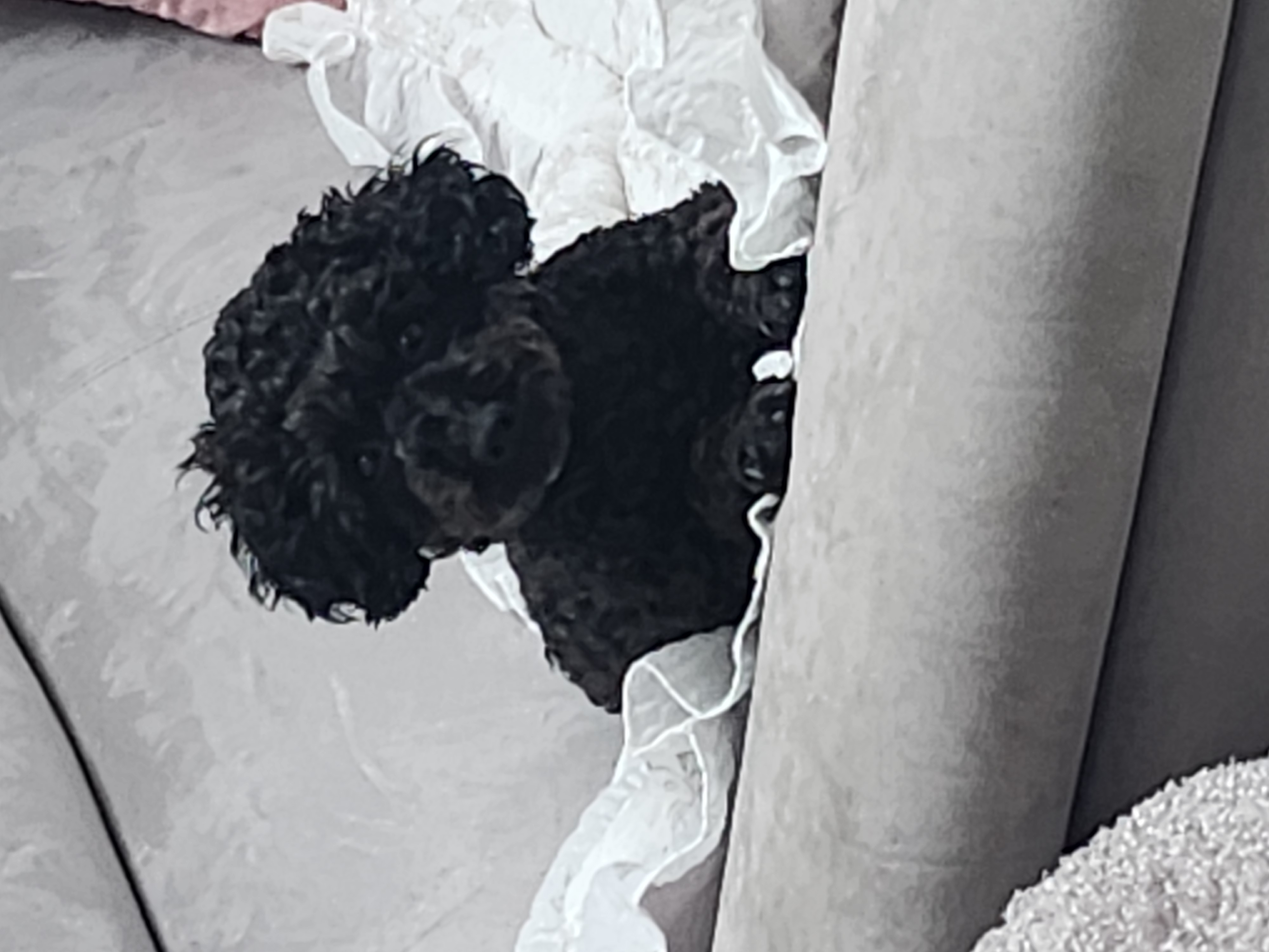 예쁜애기 까푸.  .