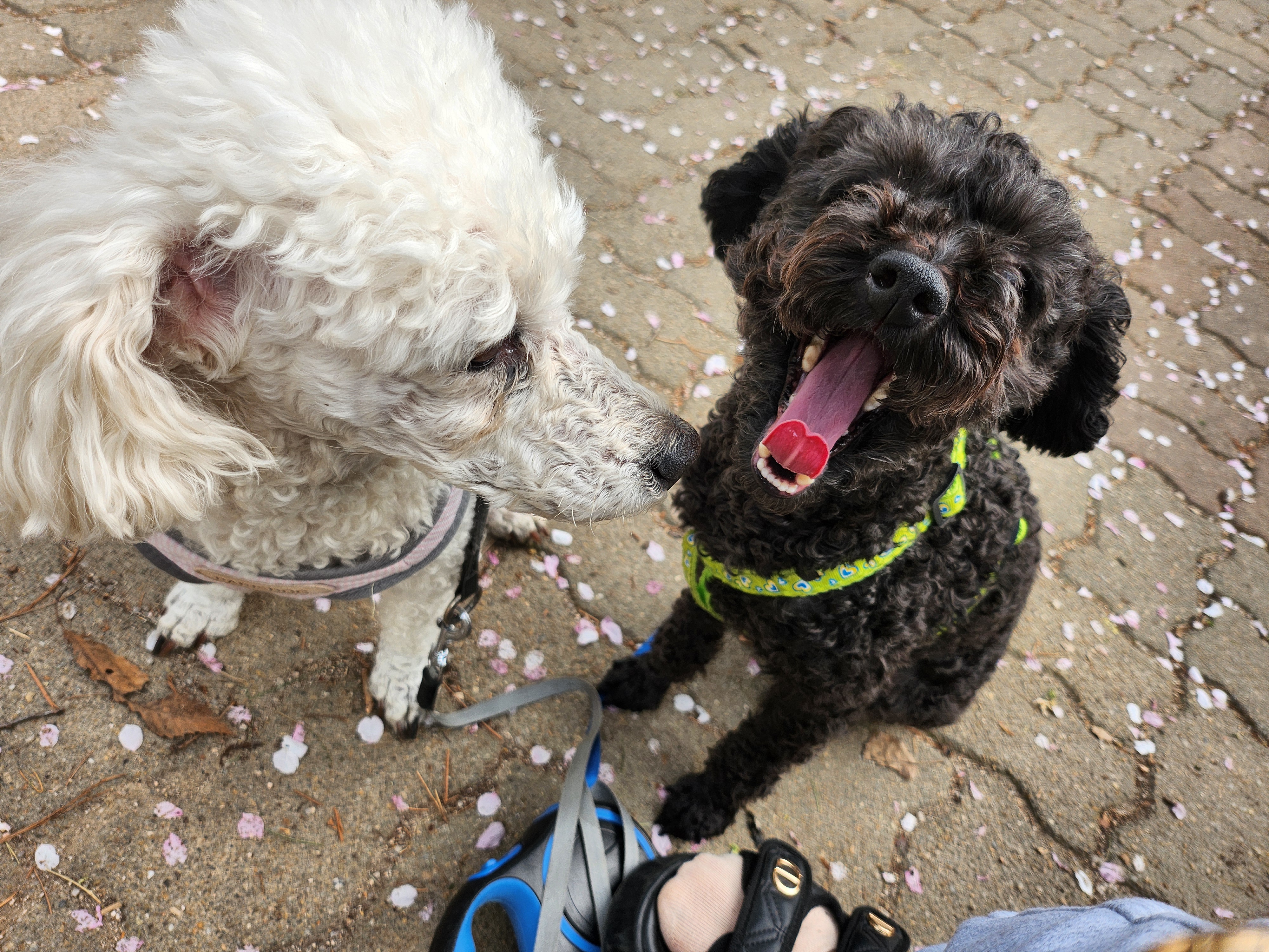 예쁜애기 까푸.  .