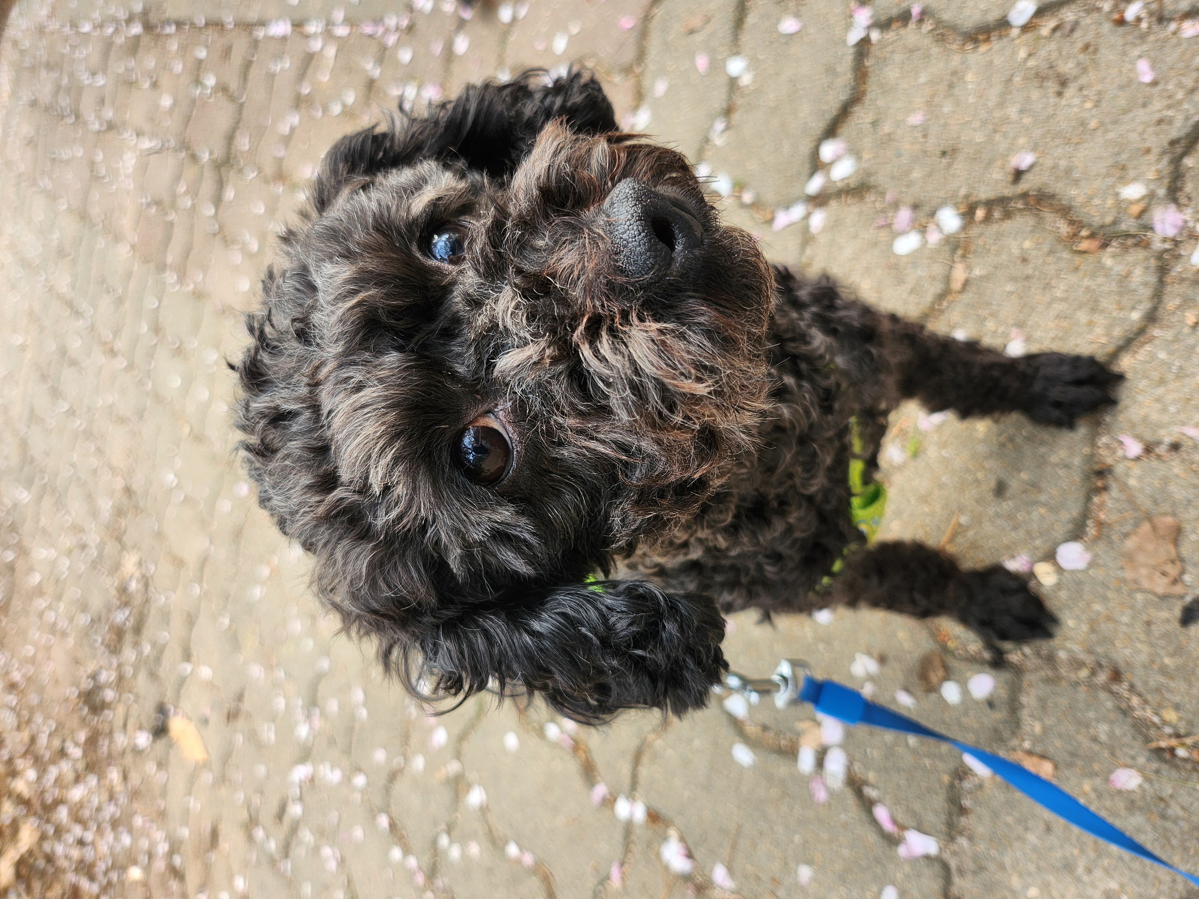 예쁜애기 까푸.  .