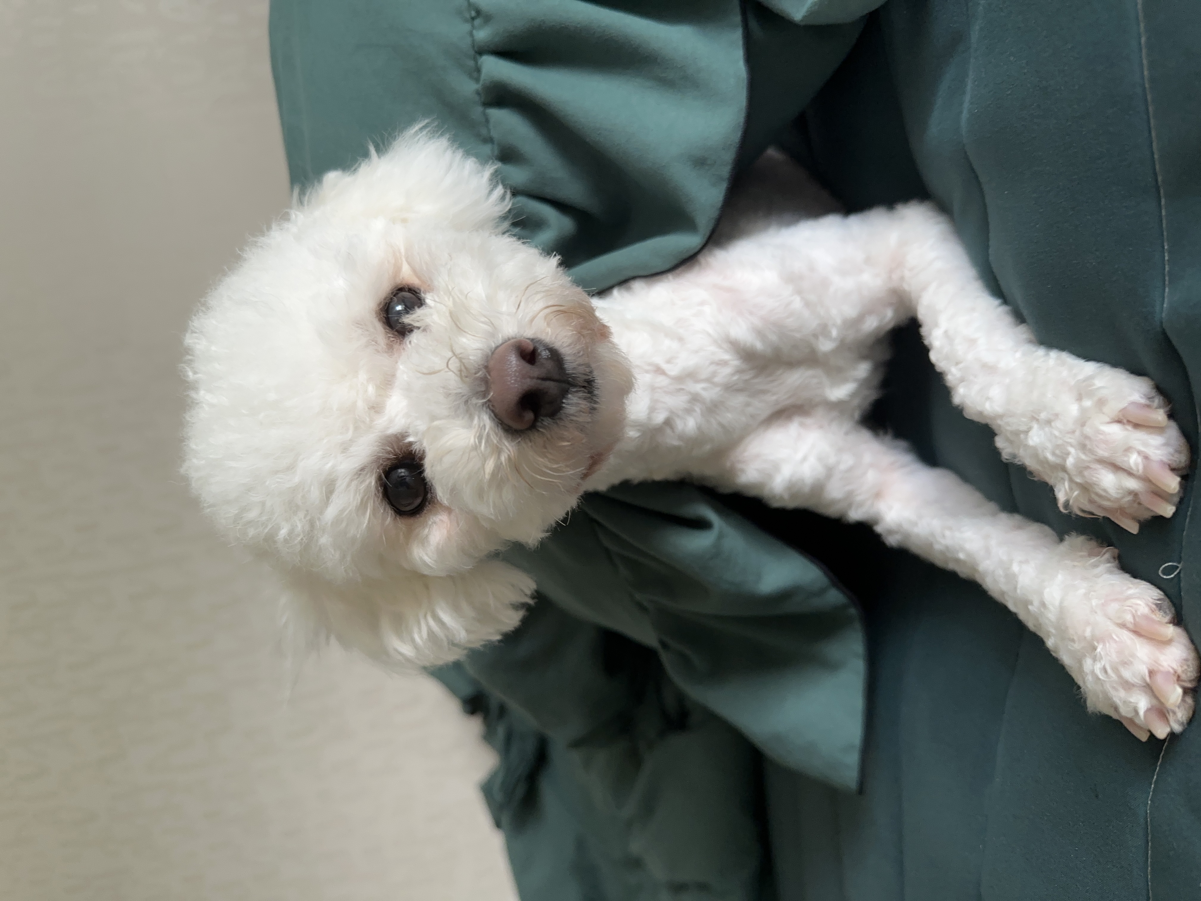 모찌(전이름 아름이)의 일주일 적응기