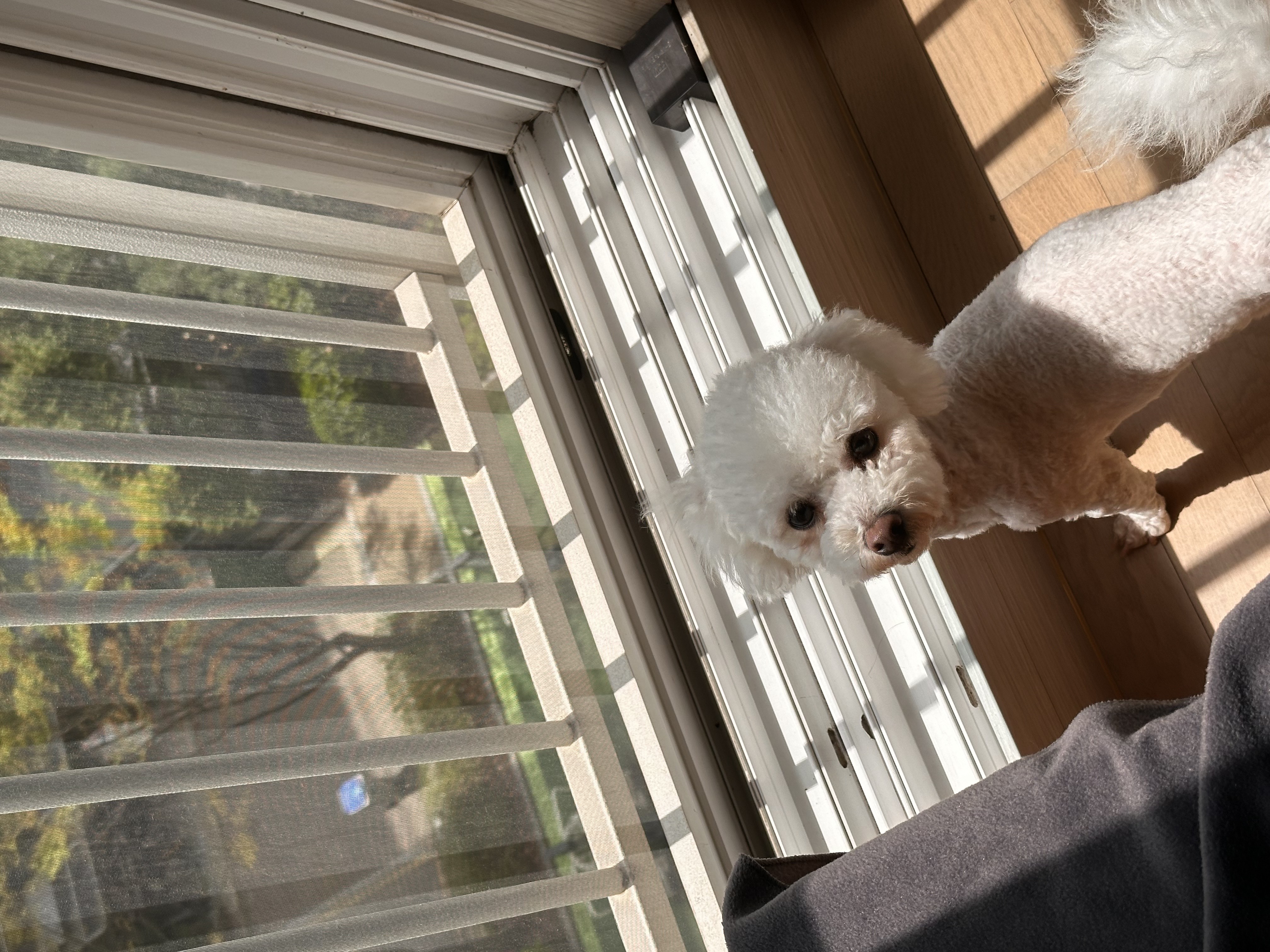 모찌(전이름 아름이)의 일주일 적응기