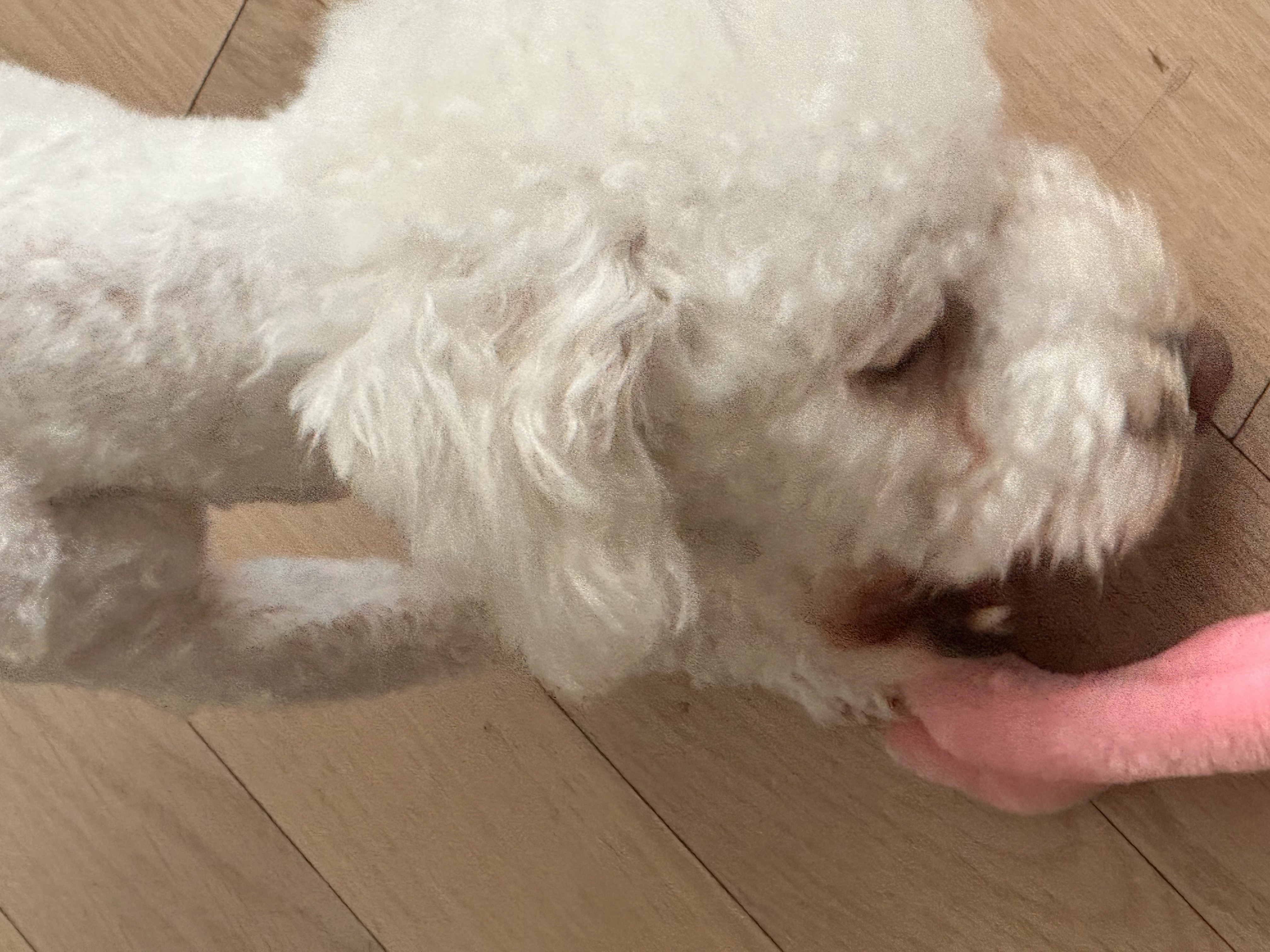 모찌(전이름 아름이)의 일주일 적응기