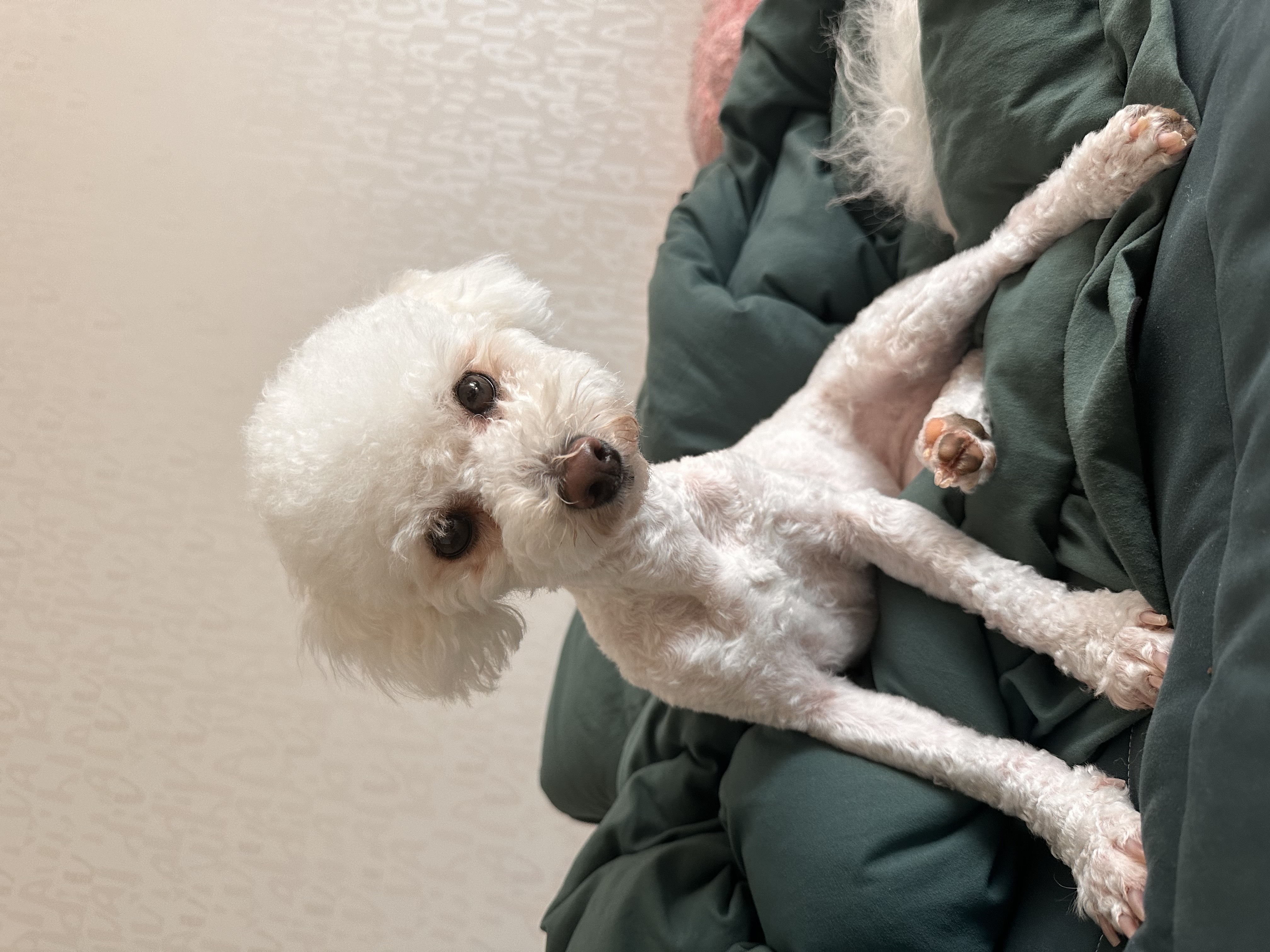 모찌(전이름 아름이)의 일주일 적응기