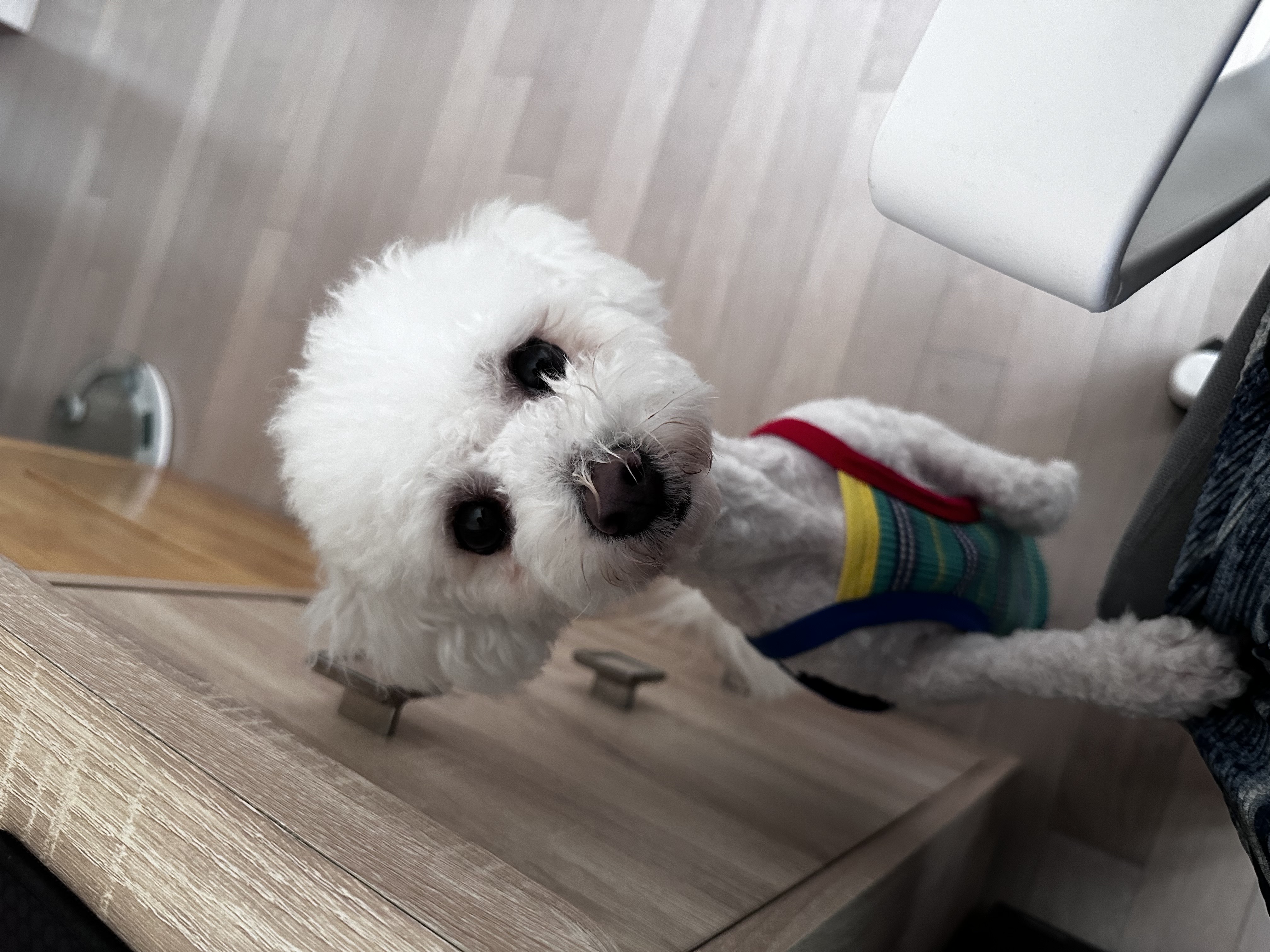 모찌(전이름 아름이)의 일주일 적응기