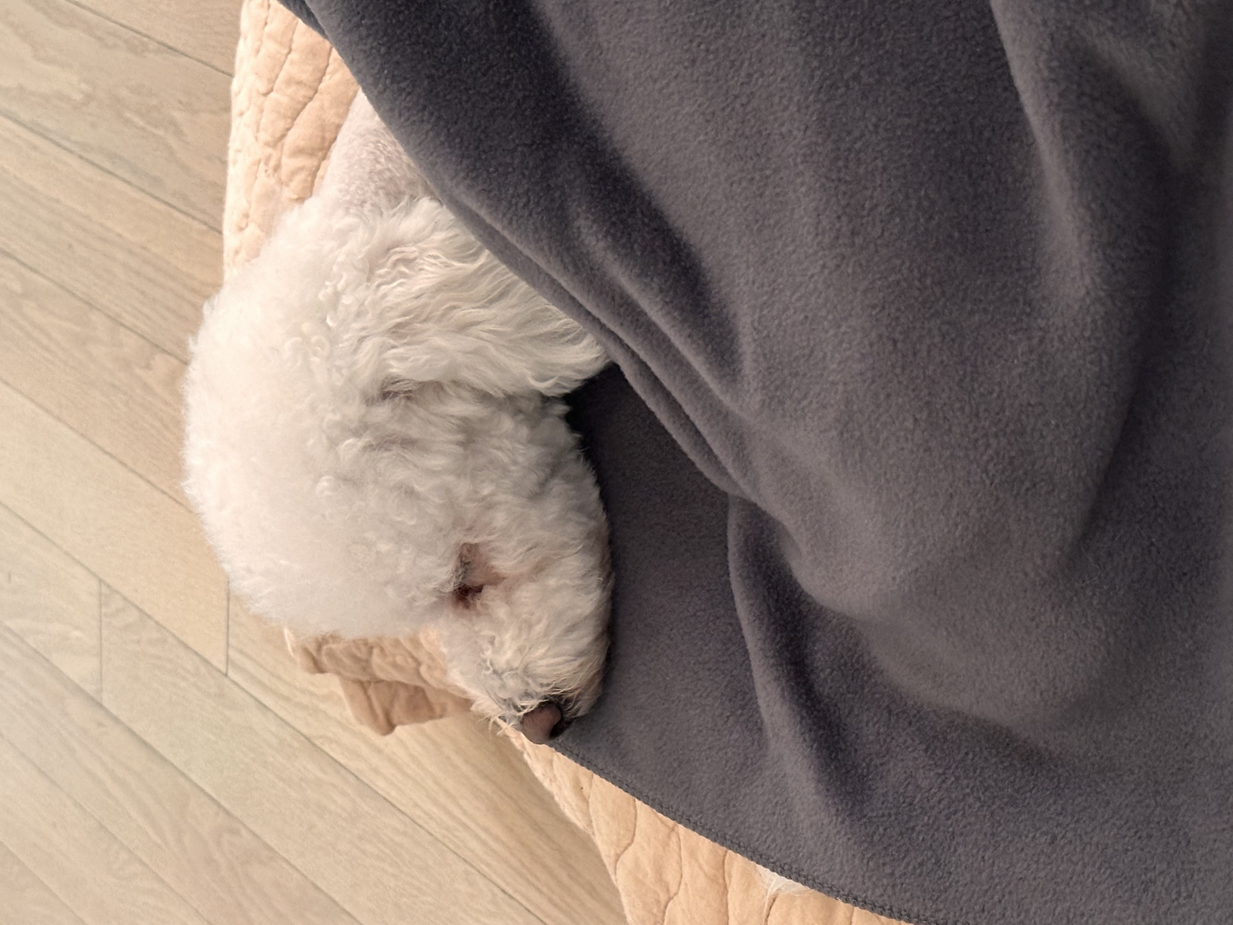 모찌(전이름 아름이)의 일주일 적응기