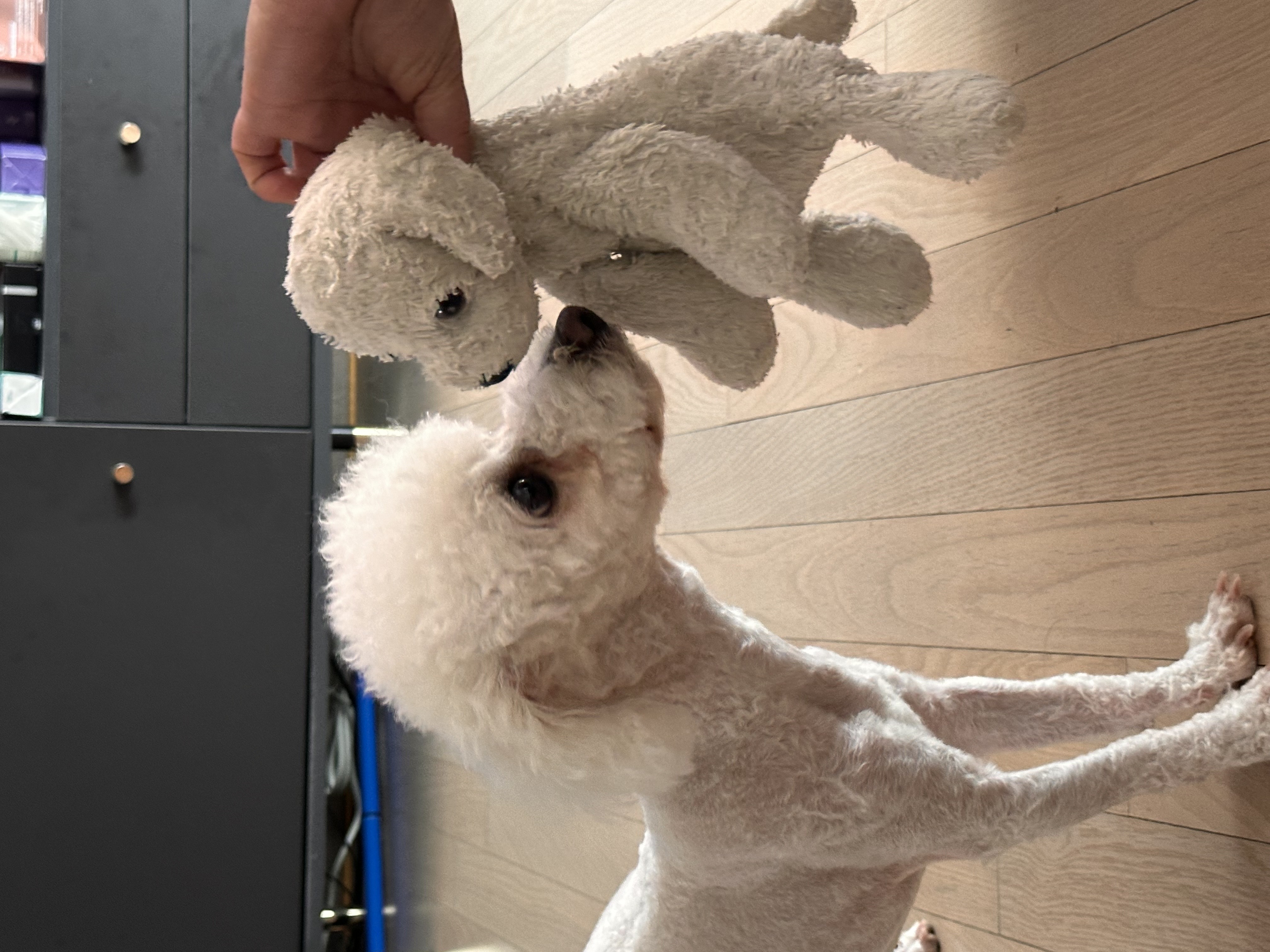 모찌(전이름 아름이)의 일주일 적응기