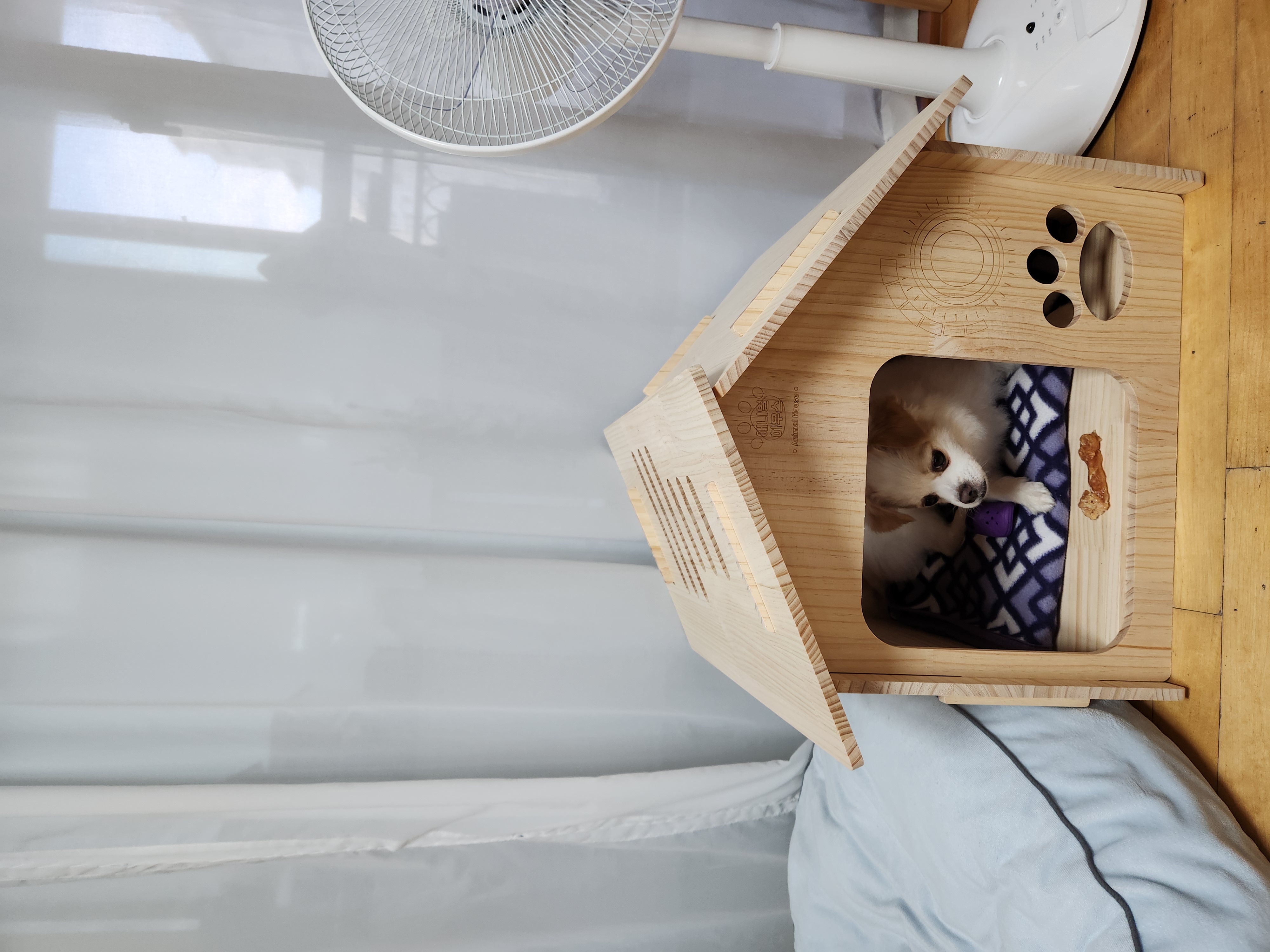 (입양전)투투.(입양후)쭌이