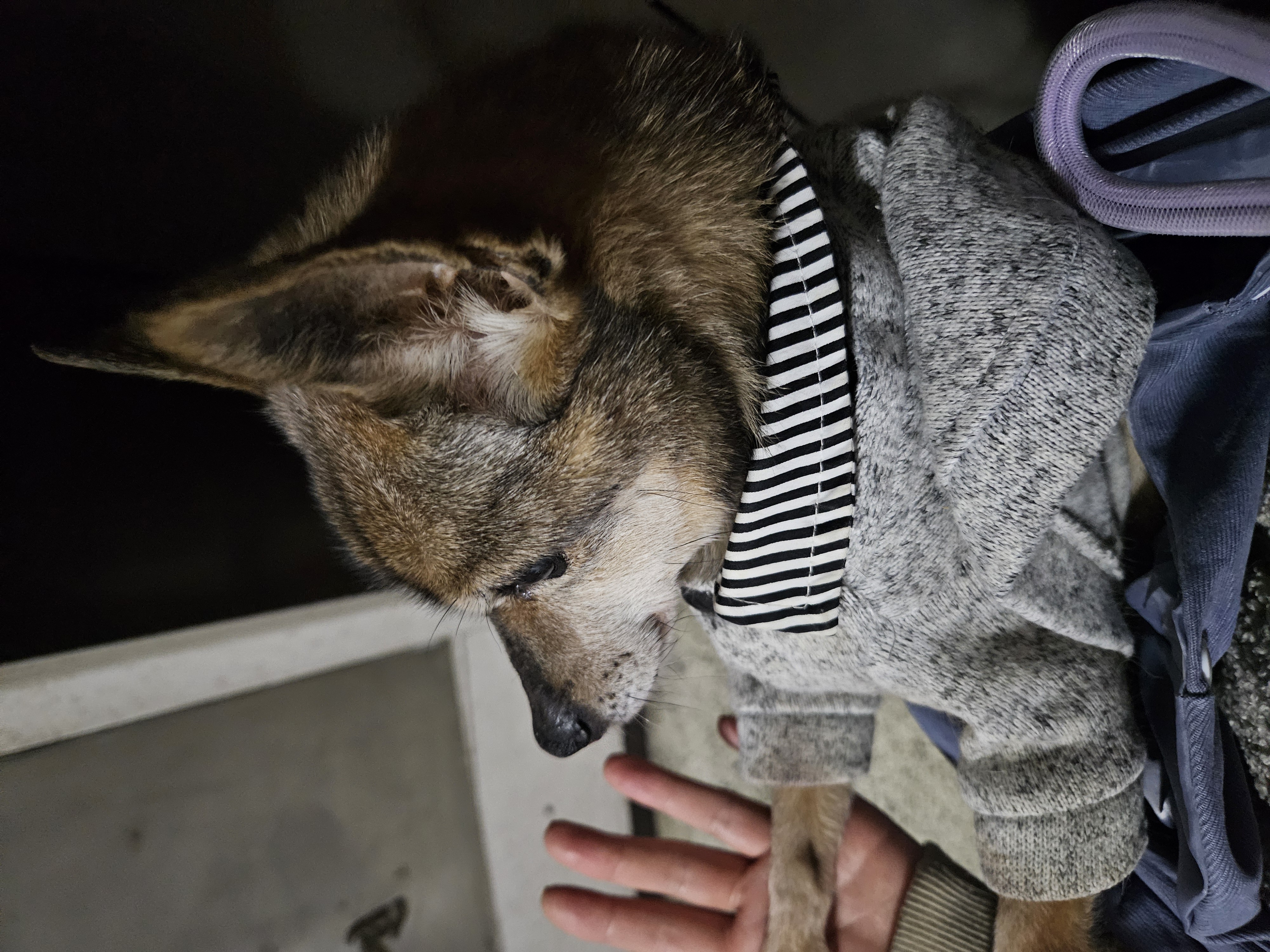 안녕하세요? 방금 졸리가 하늘나라로 갔어요.