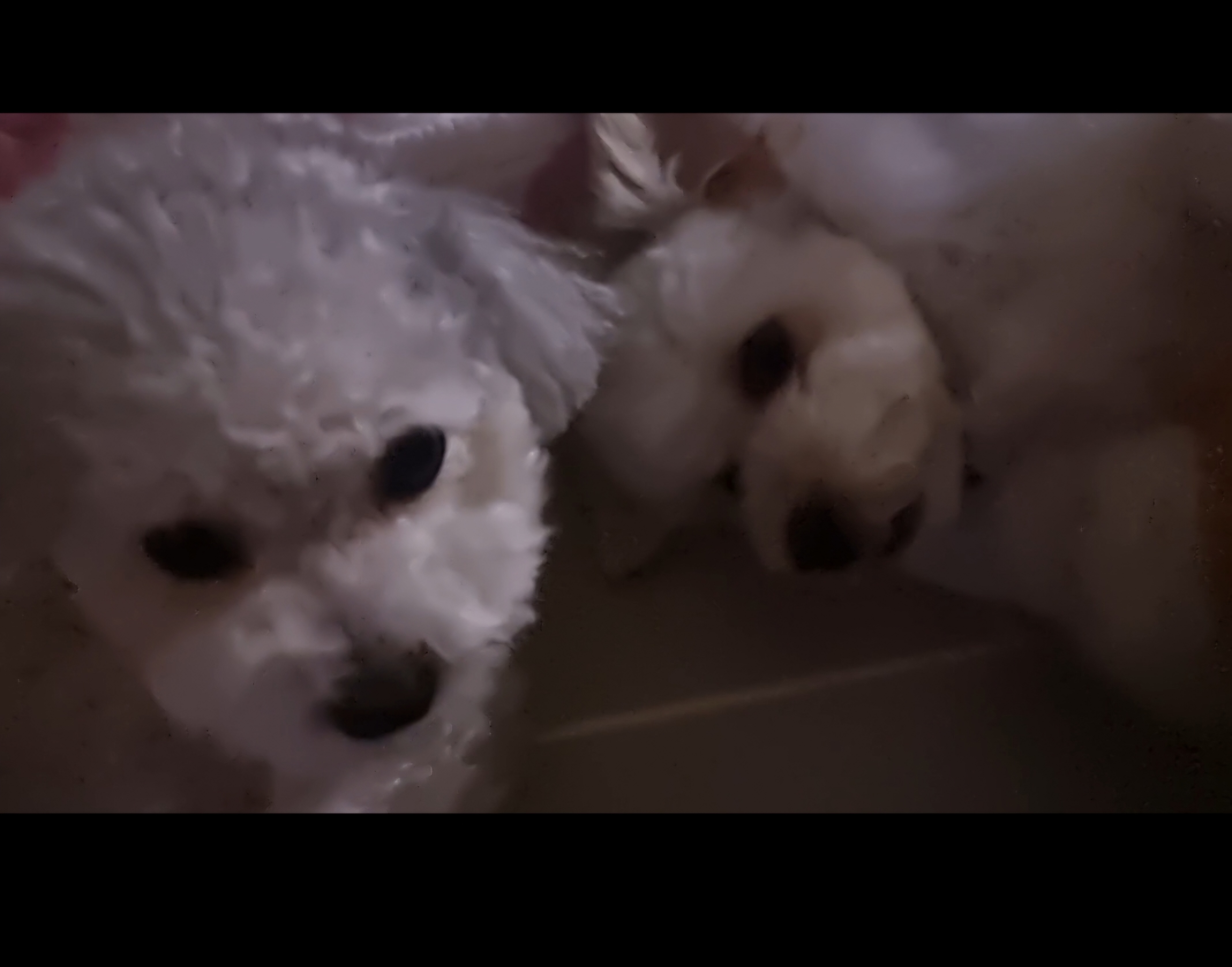 [임보]🩵함덕이🩵 3일째(원주 구조견)