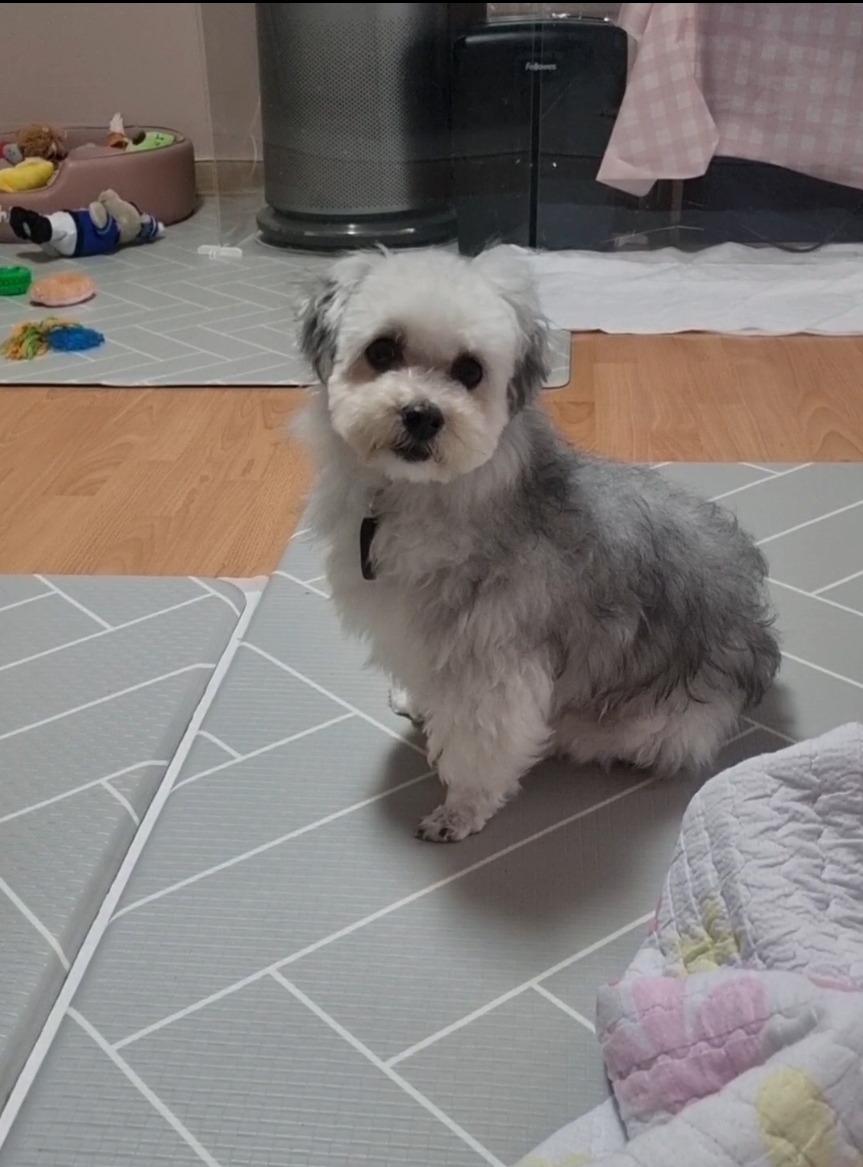 [임보]🩵함덕이🩵 3일째(원주 구조견)