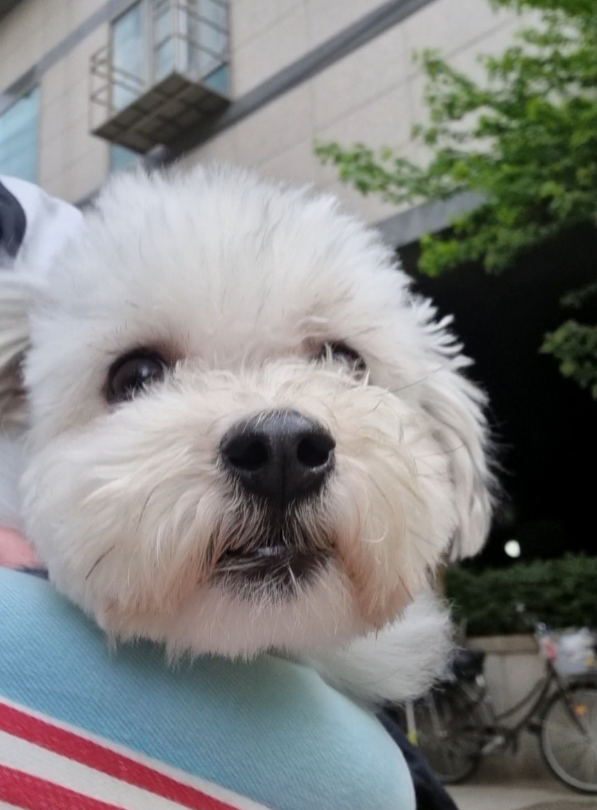 [임보]🩵함덕이🩵 3일째(원주 구조견)