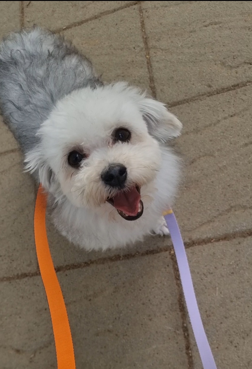 [임보]🩵함덕이🩵 3일째(원주 구조견)