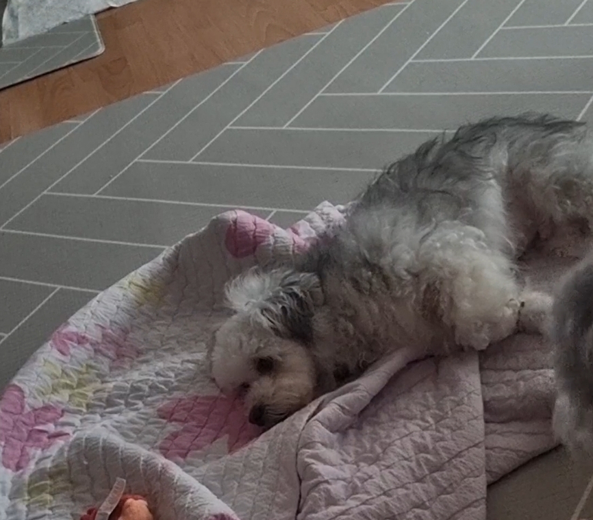 [임보]🩵함덕이🩵 3일째(원주 구조견)