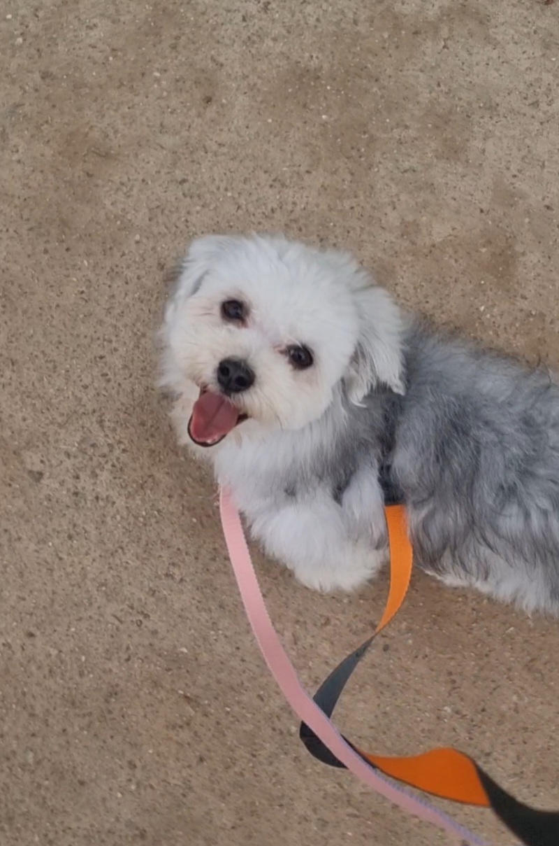 [임보]🩵함덕이🩵 3일째(원주 구조견)